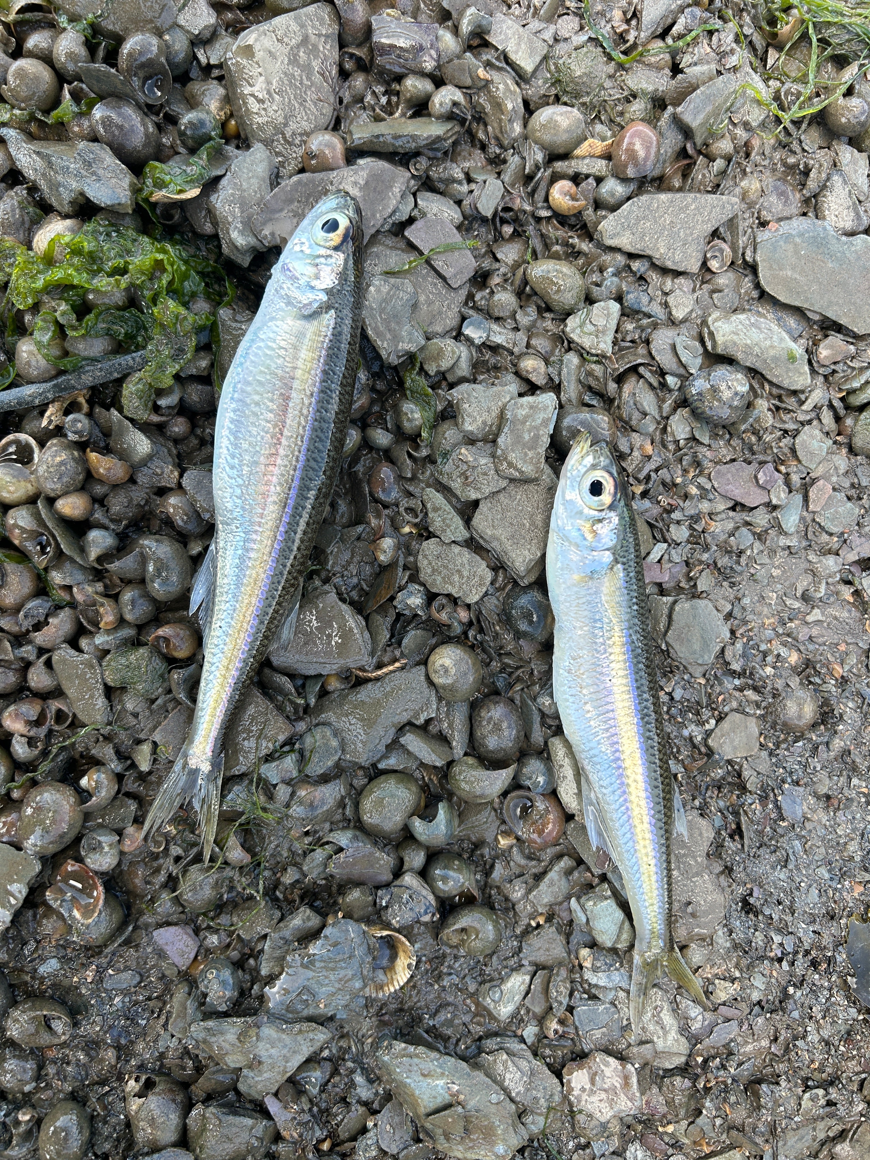 Matching the hatch when bass lure fishing | Bass Lures UK