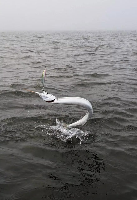 Bait Fish & Tuna in Cornwall when fishing for Bass - Bass Lures UK