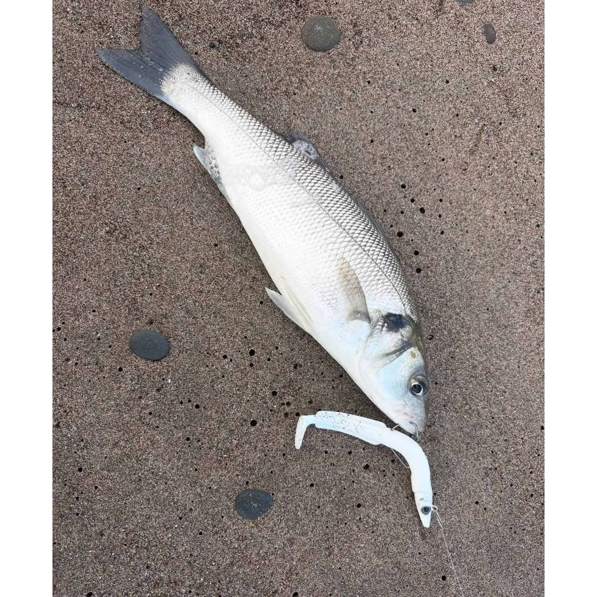Drift DRX Weedless Sandeel Double Combo Bass Lure