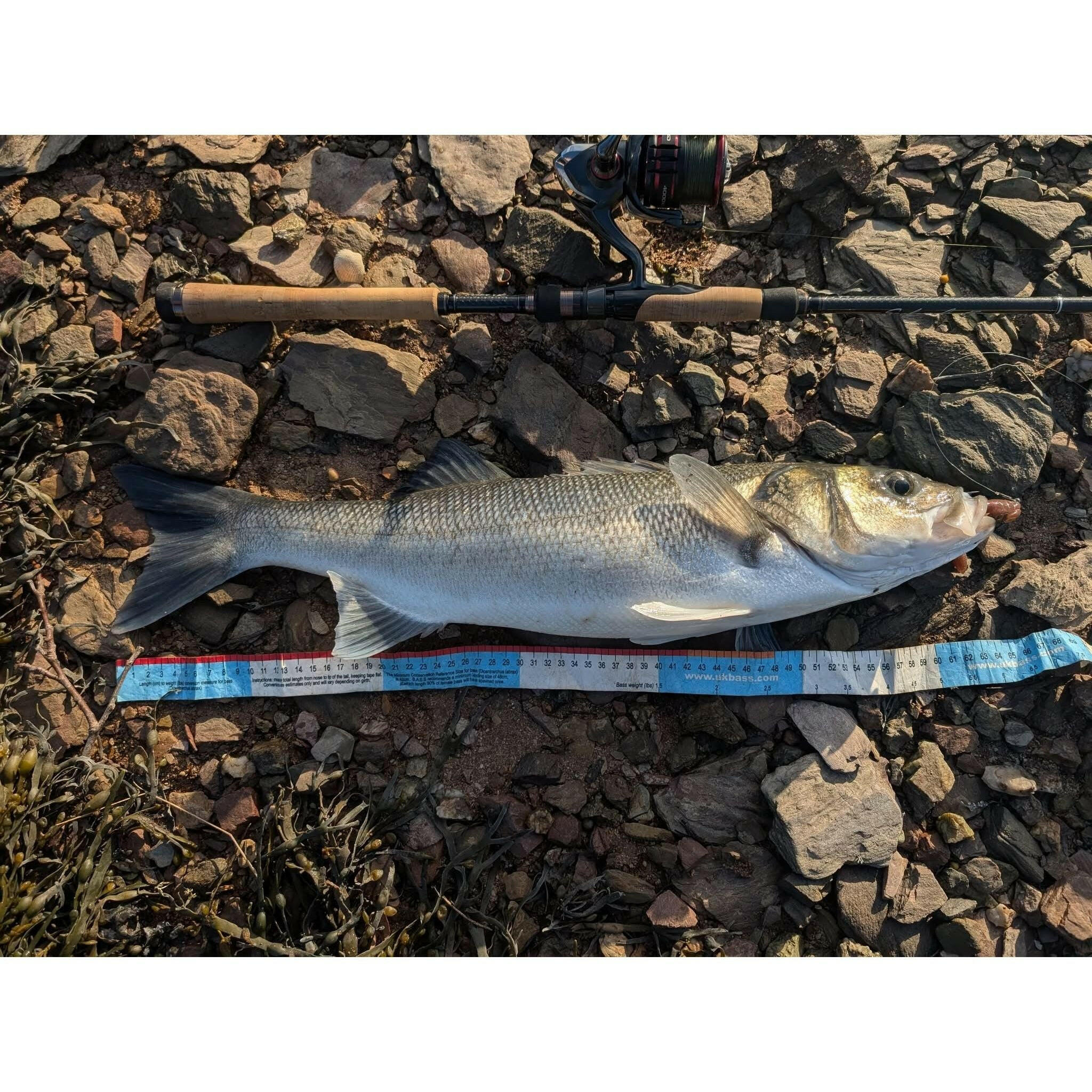 BASS Measuring Tape MK II - Bass Lures UK