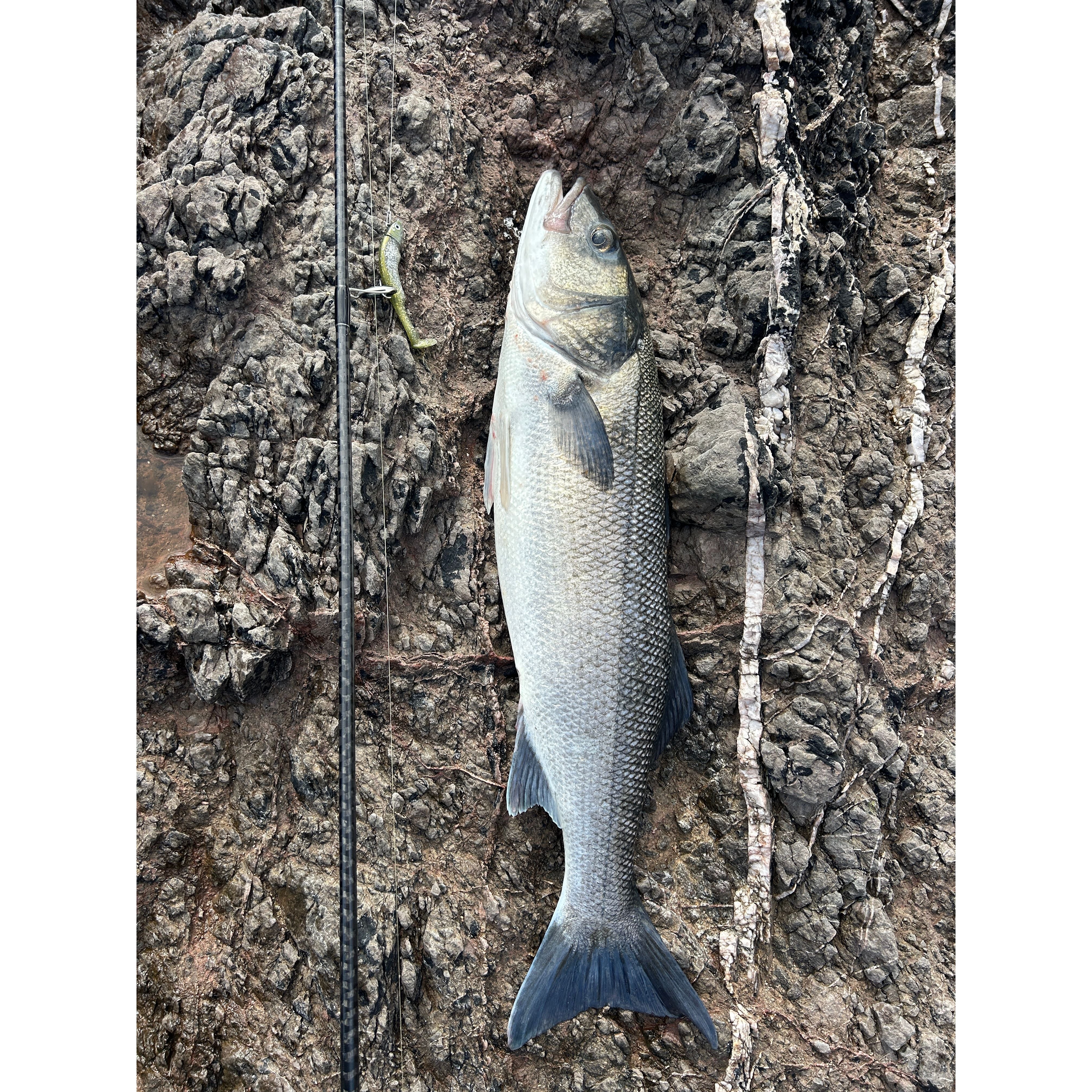 Drift Weedless Shoal Shad Double Combo Bass Lure