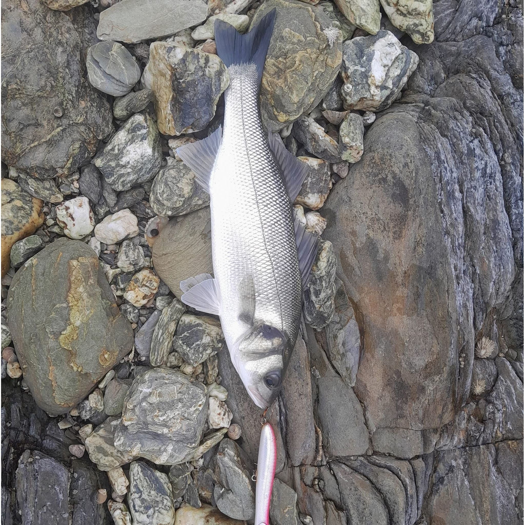 Large Surface Topwater Bass Lure 140mm 26g