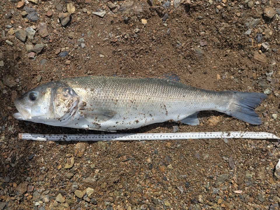 Small Creature Bait Weighted Bass Lures