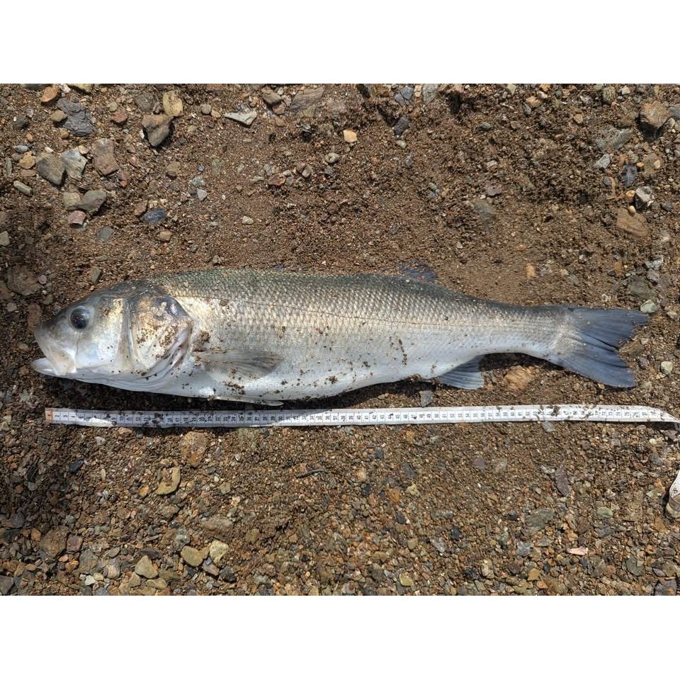 Small Creature Bait Weighted Bass Lures