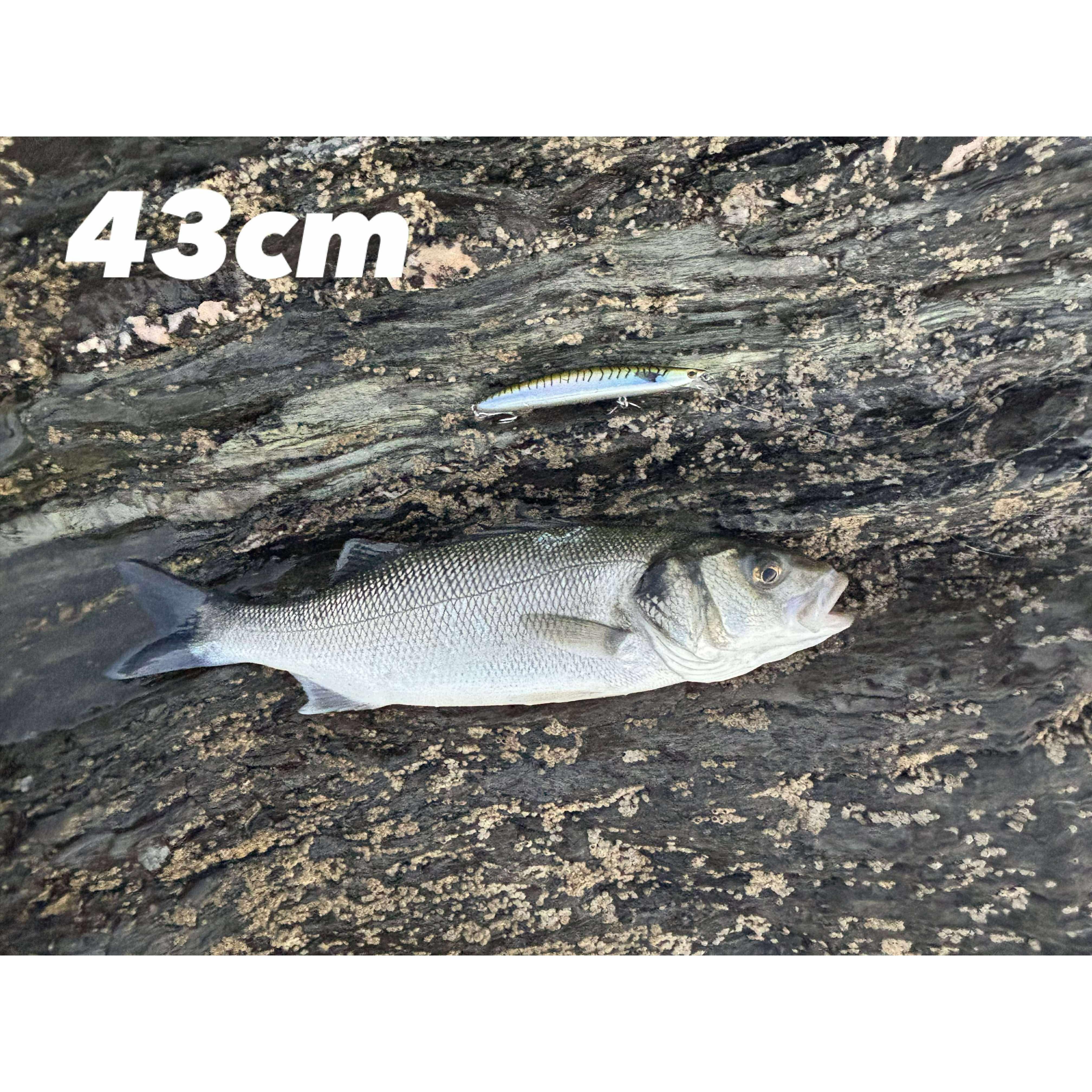 Medium Shallow Diving Gliding 2m Bass Lure 125mm 20g