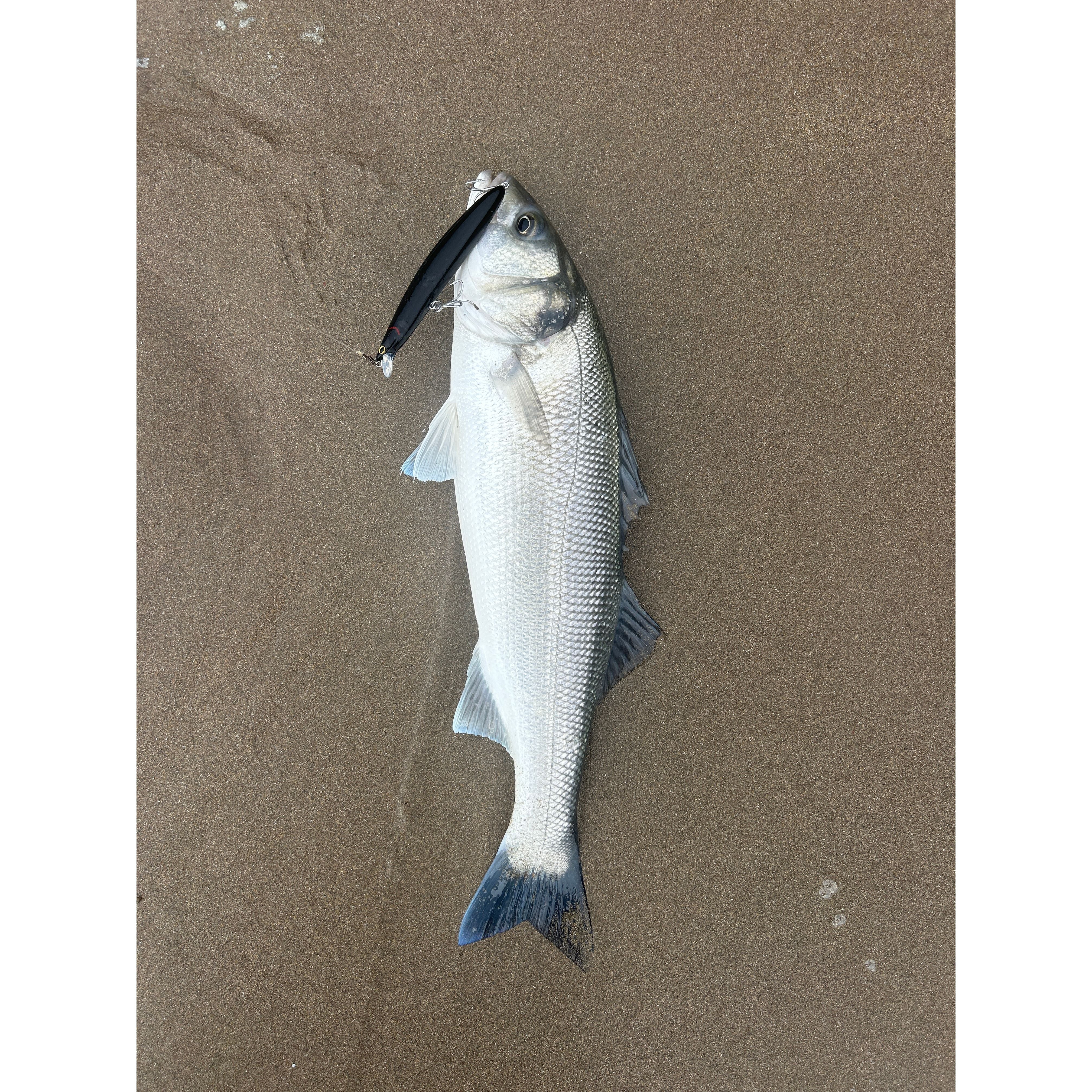 Surf Rod & Reel Bass Combo