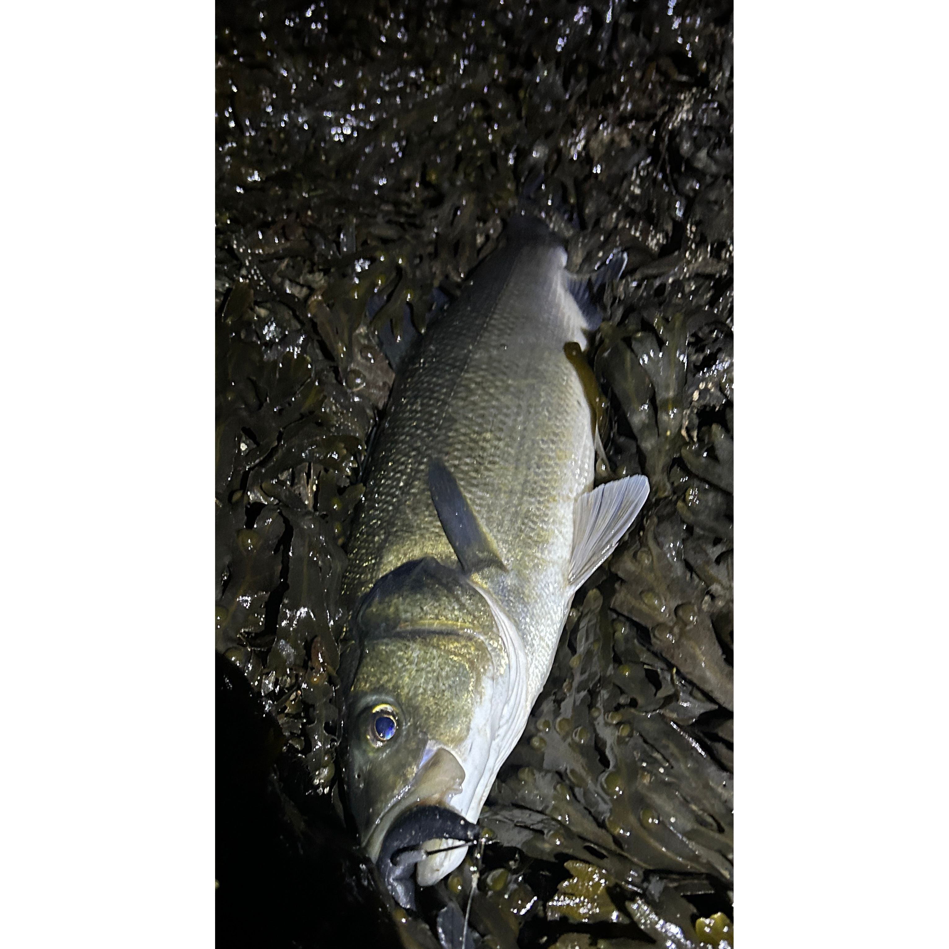 4” Handmade Cornish Split Shad Bass Lure Sets (NEW)