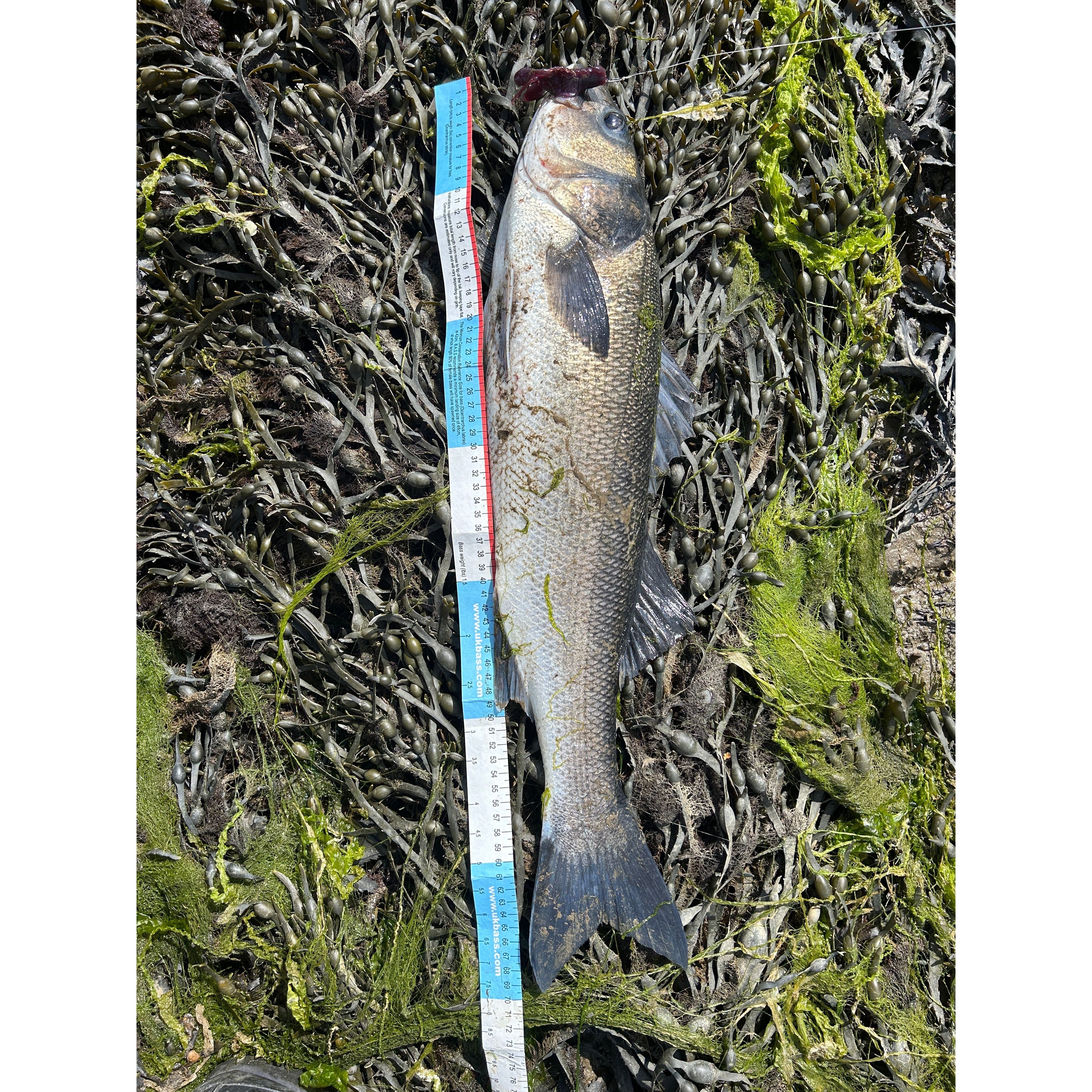 Small Creature Bait Weighted Bass Lures