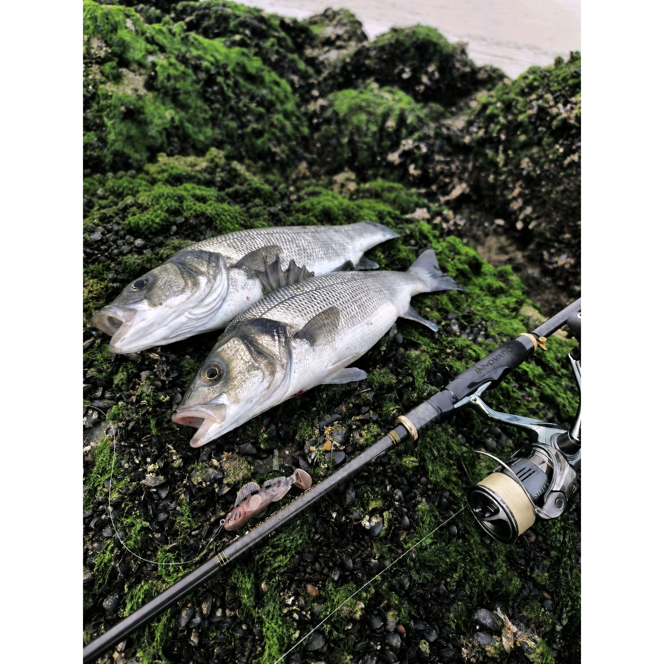 Live Target Goby 2.0 Rigged Creature Bait