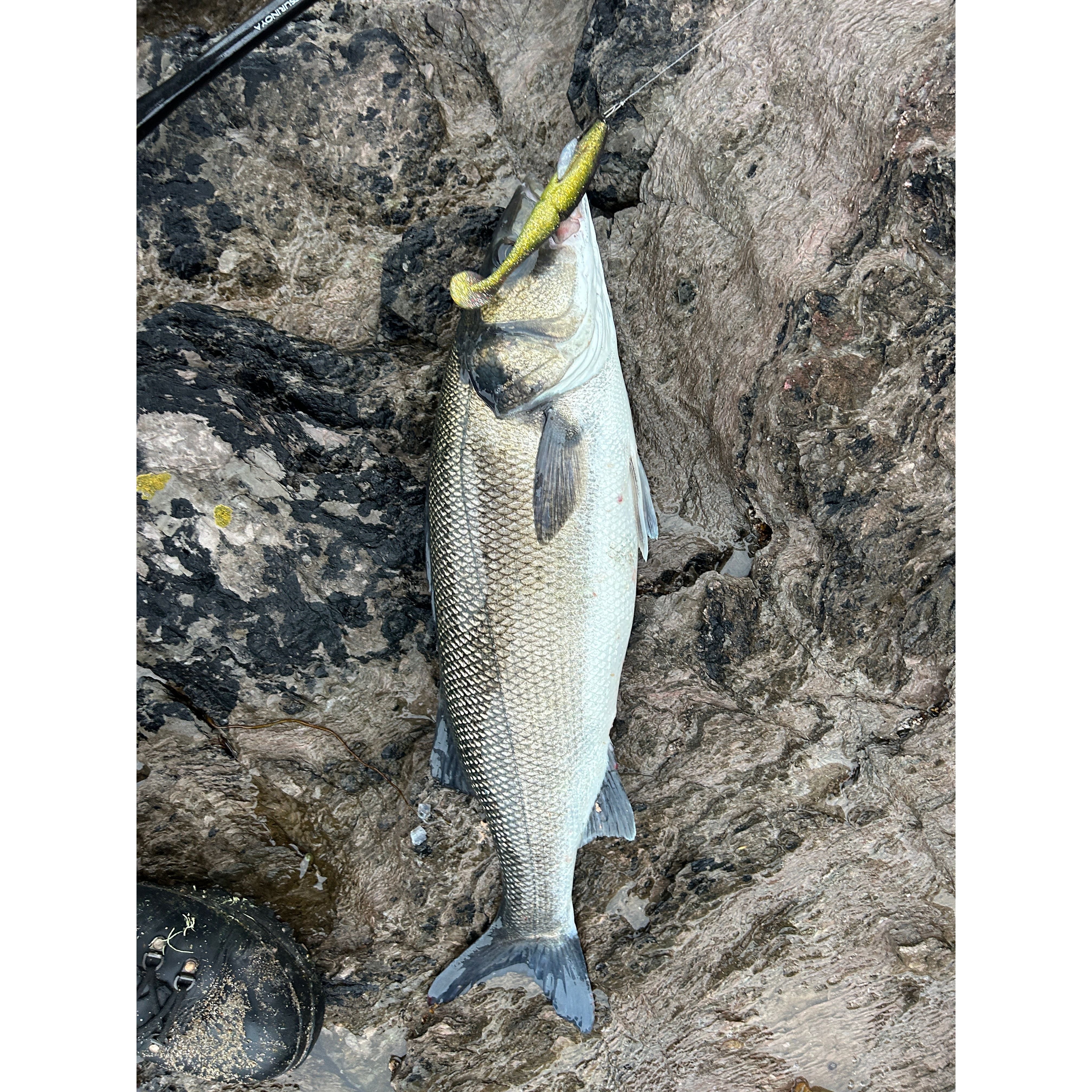 Split Shad Bass Lure Sets