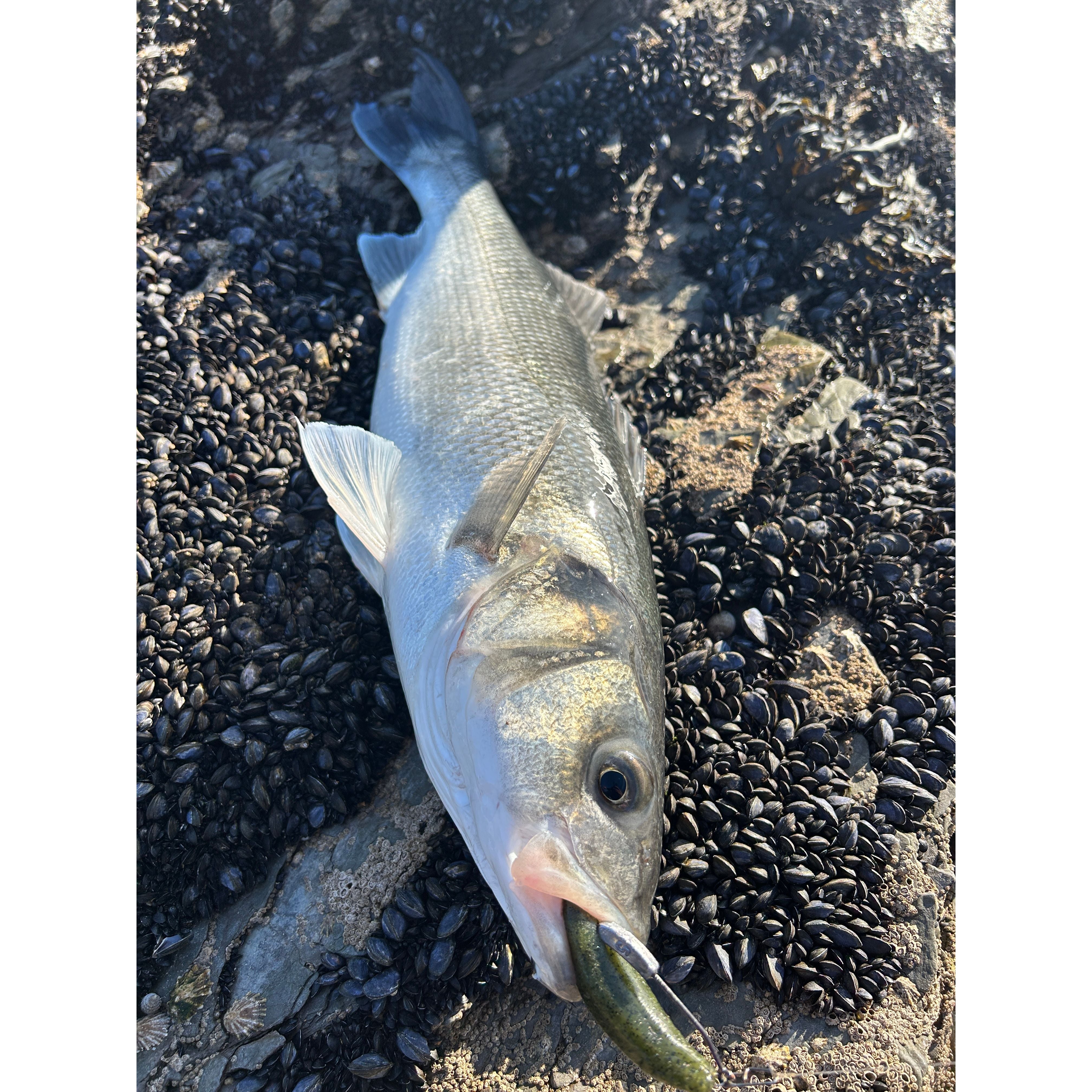 Small Weedless Bass Lure Shads 90mm