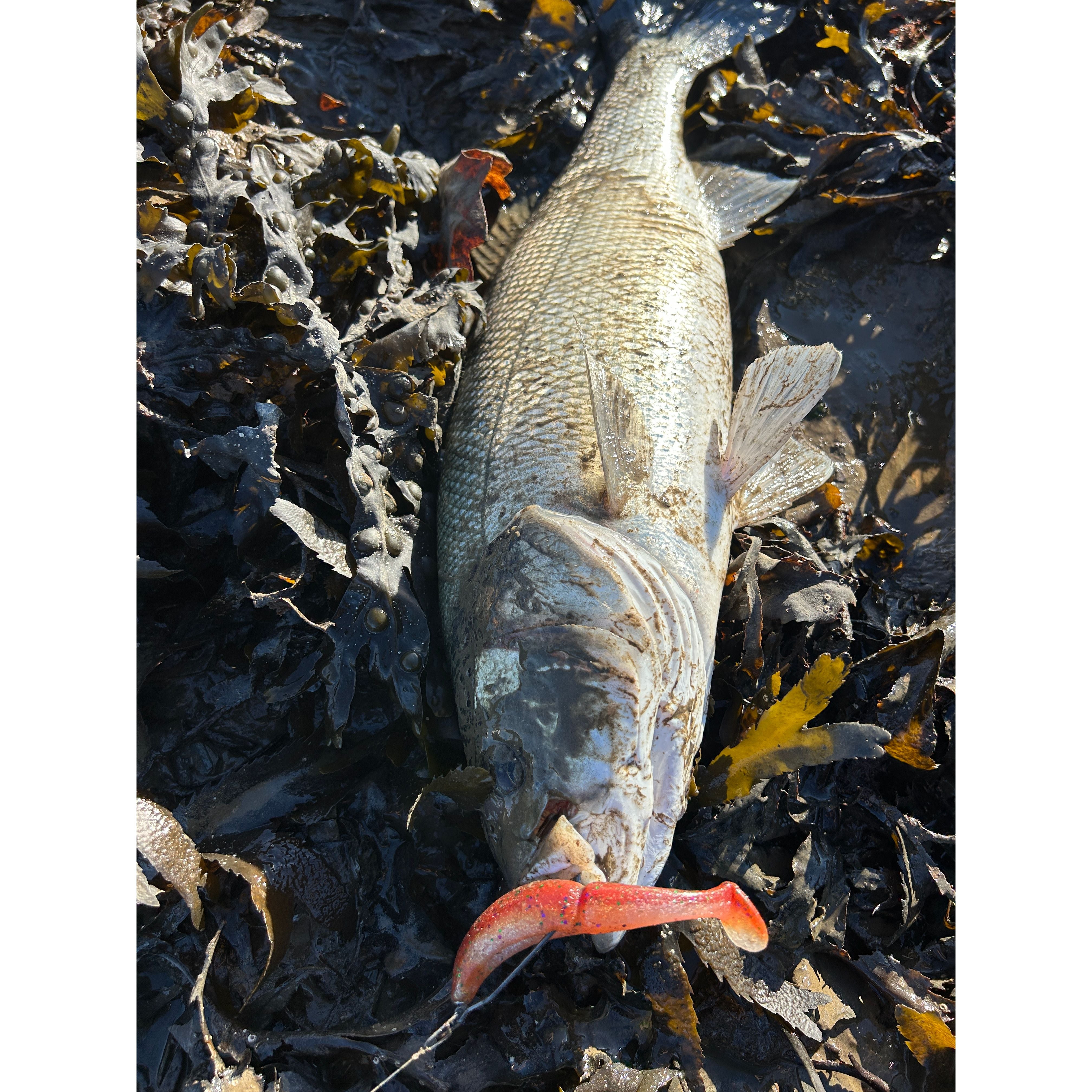 Split Shad Bass Lure Sets