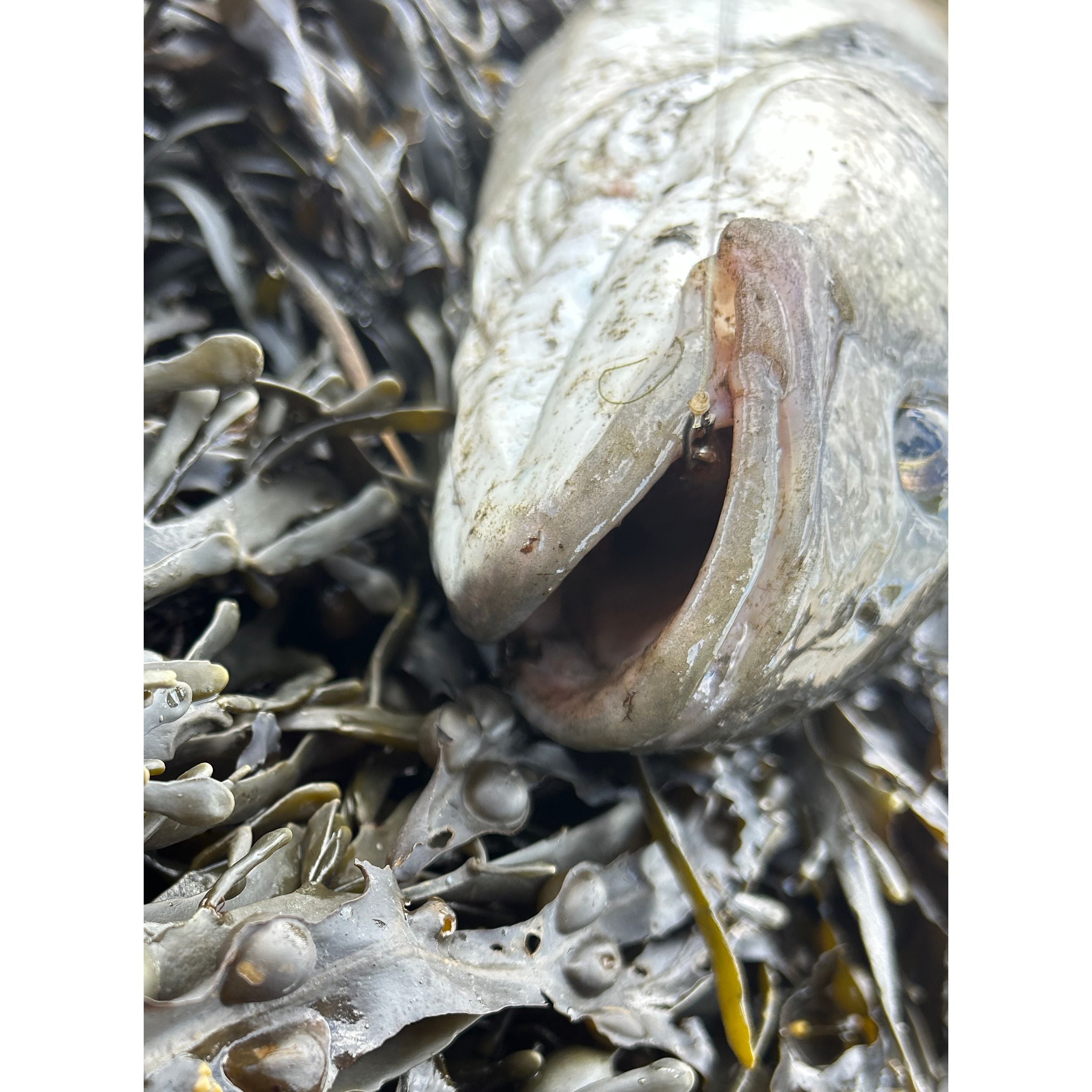 Small Creature Bait Bass Lures & Sets