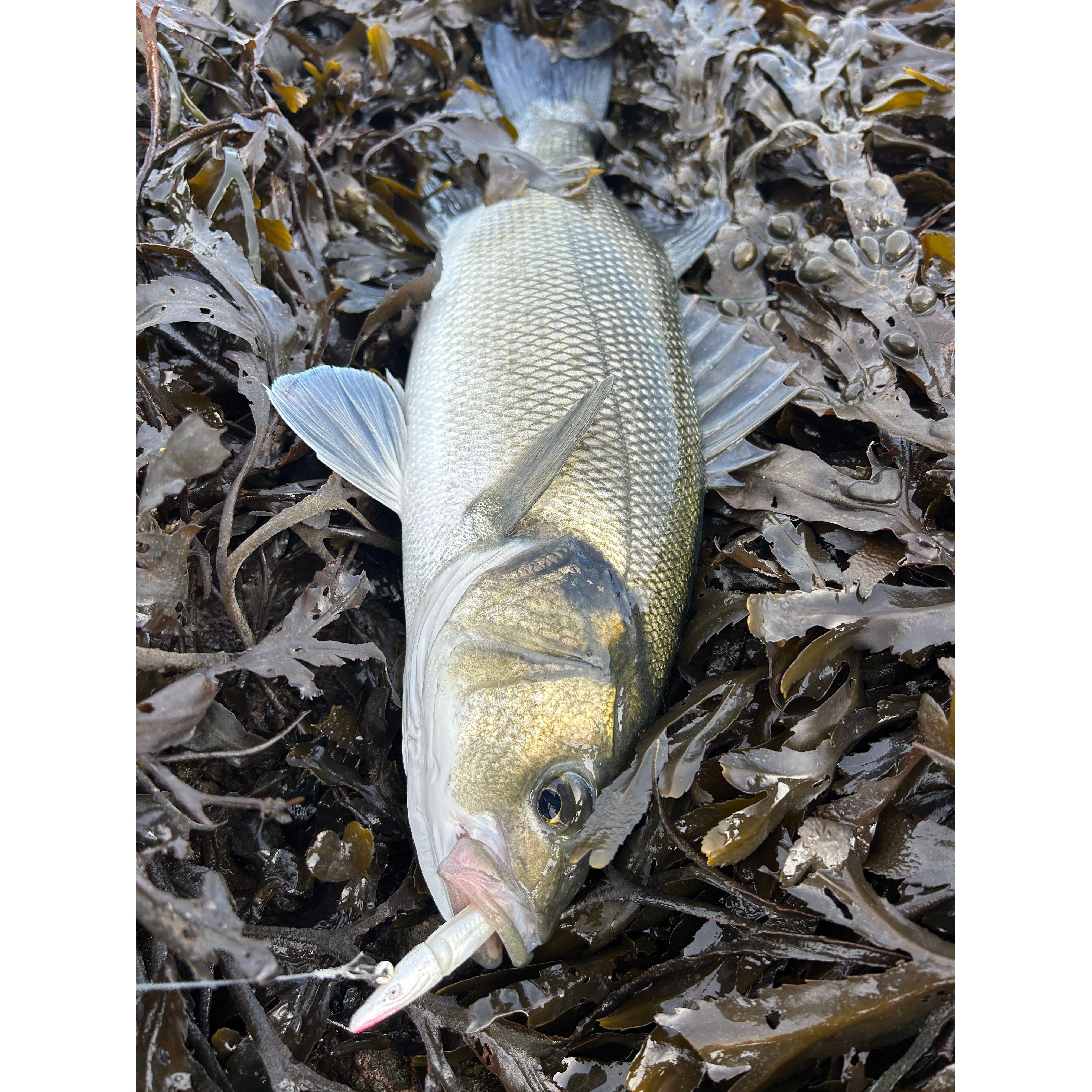 Red Gill Evolution V8 Jig Series Bass Lure Sets