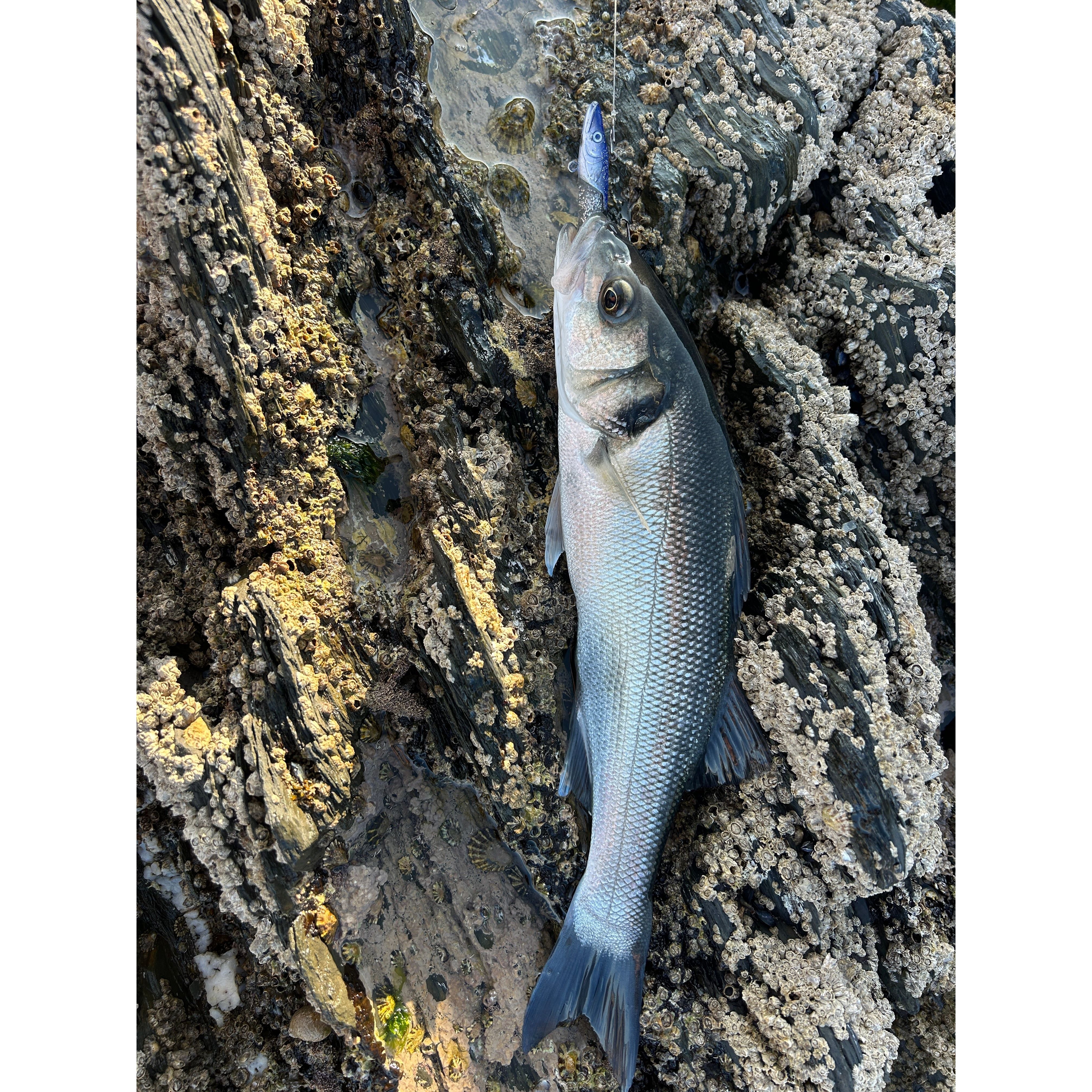 Weighted Sandeel Bass Lure 120mm 23g