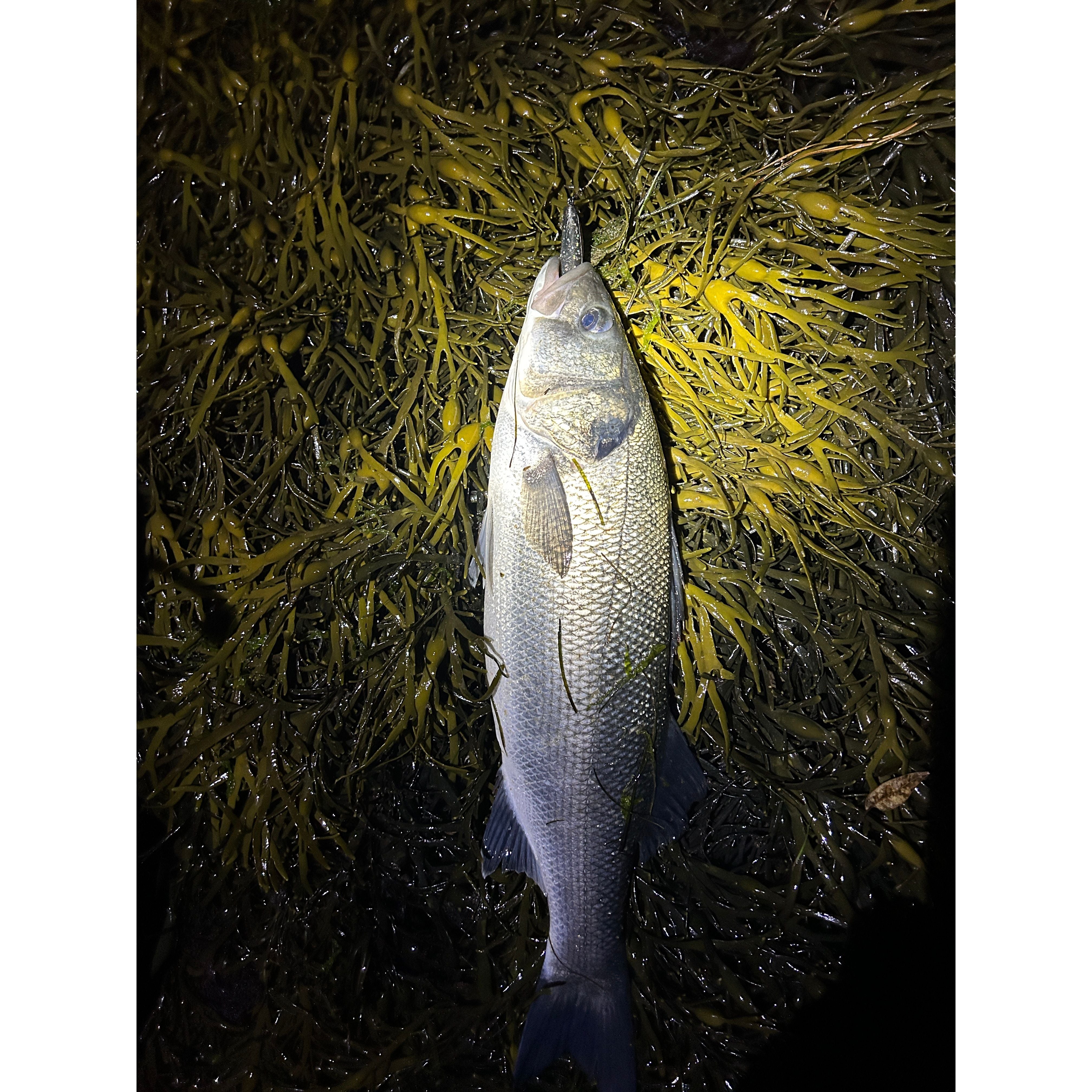 4” Handmade Cornish Split Shad Bass Lure Sets (NEW)