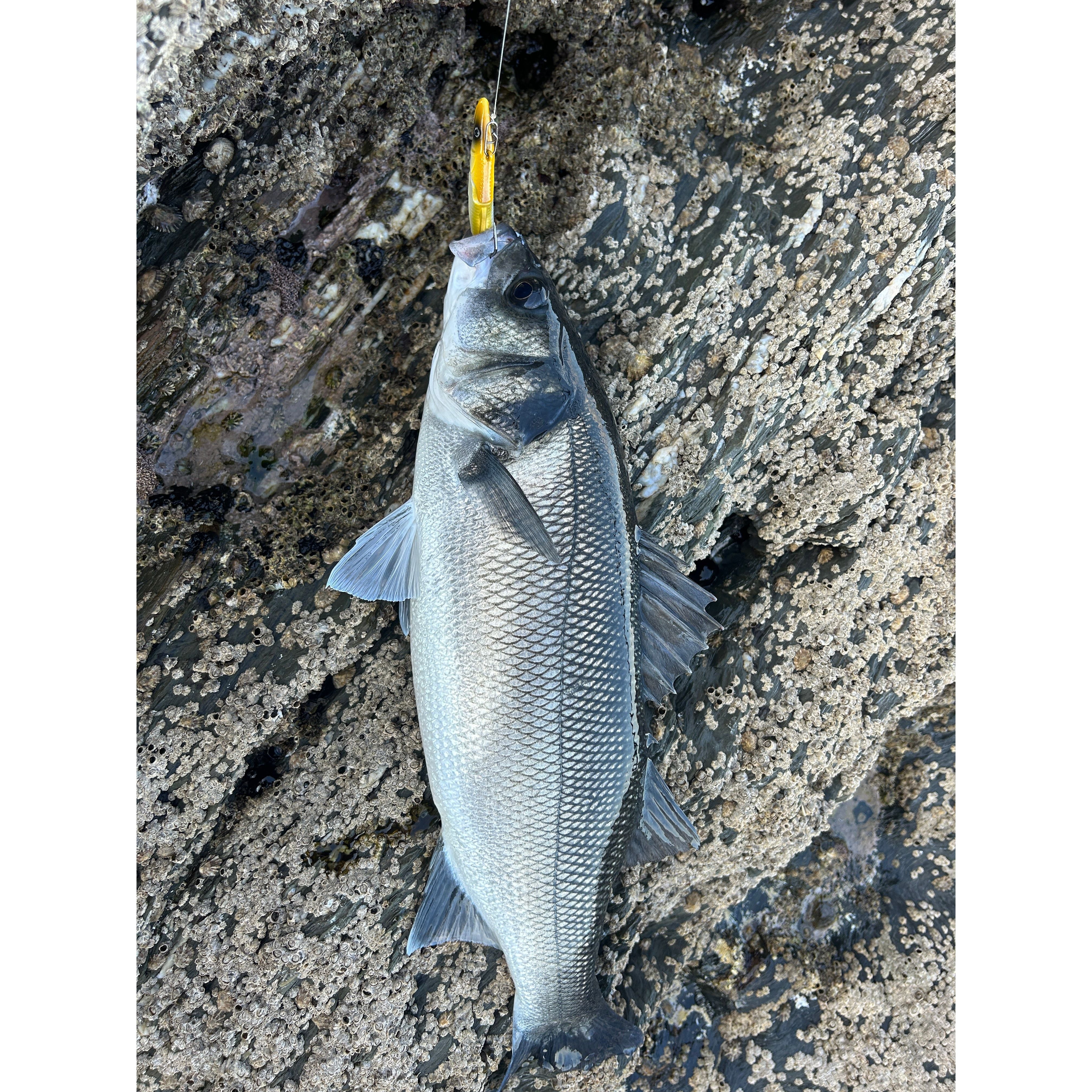 Weighted Sandeel Bass Lure 120mm 23g