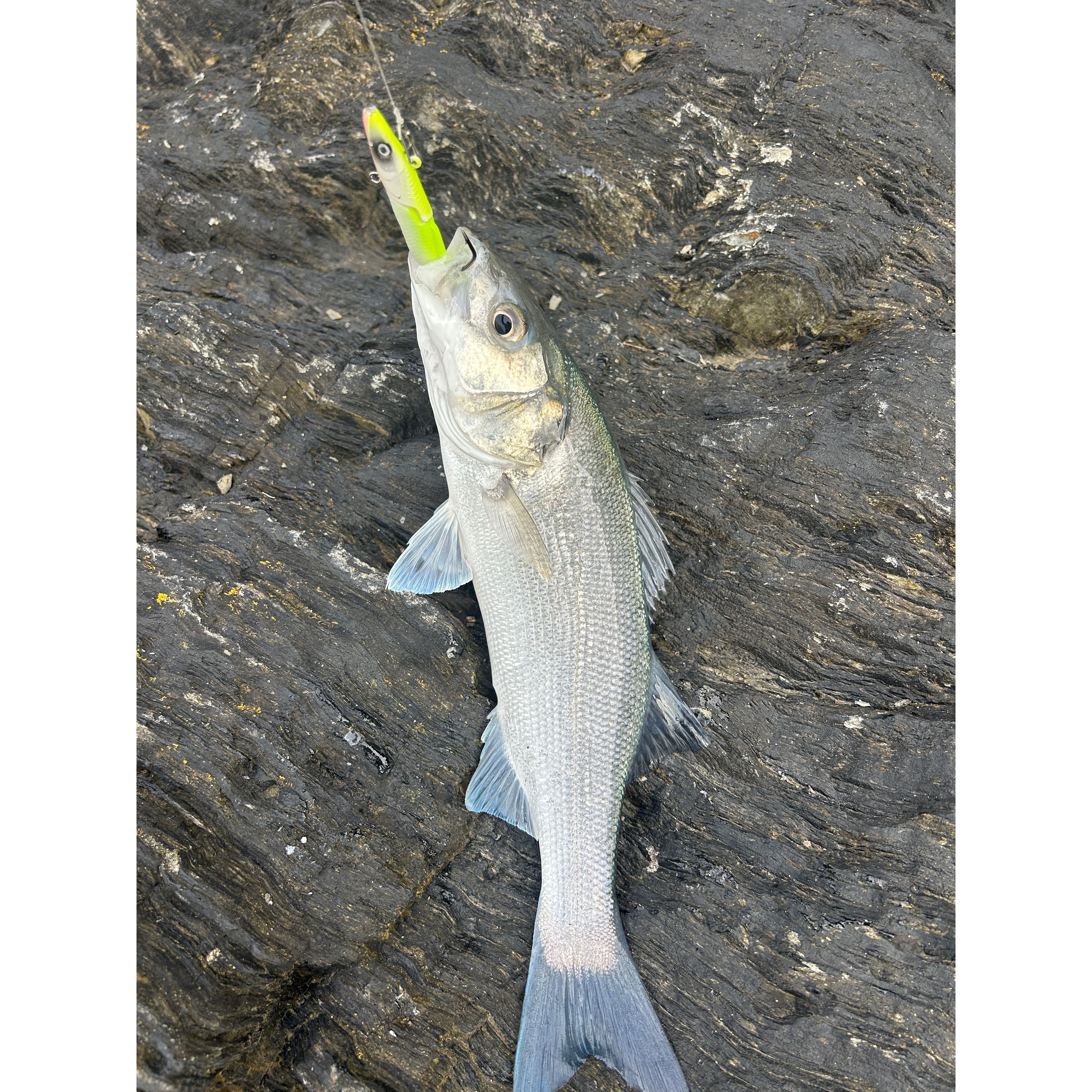 Weighted Sandeel Bass Lure 120mm 23g