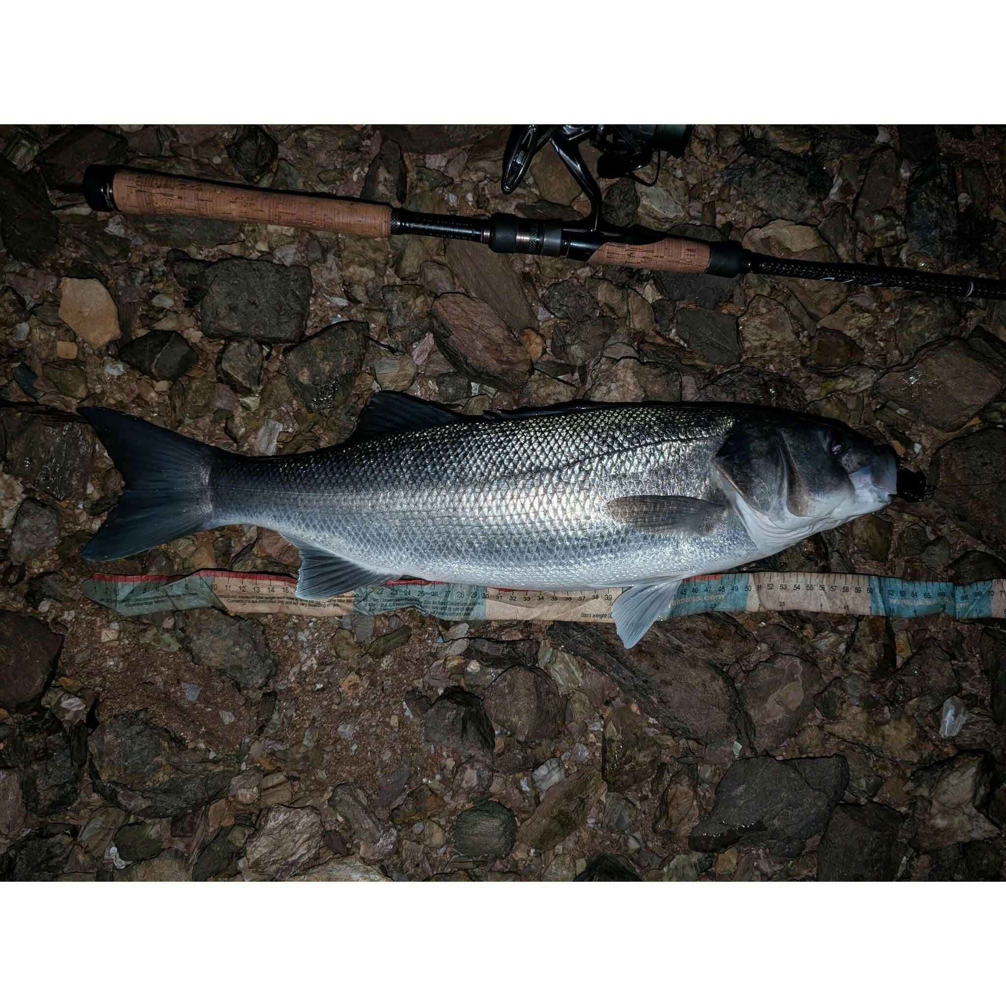 BASS Measuring Tape MK II - Bass Lures UK