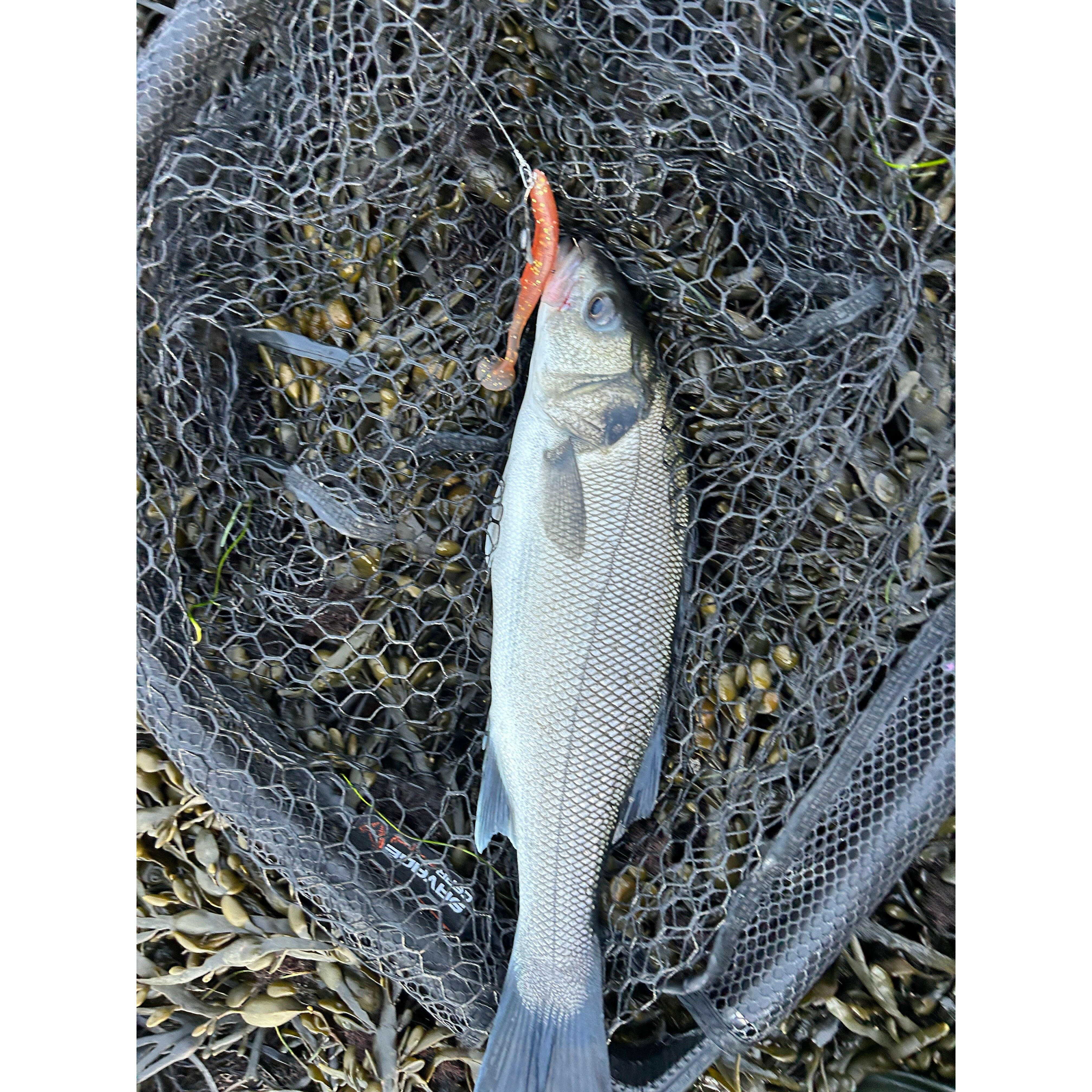 4.5” Handmade Cornish Shads Bass Lure Sets | Bass Lures UK