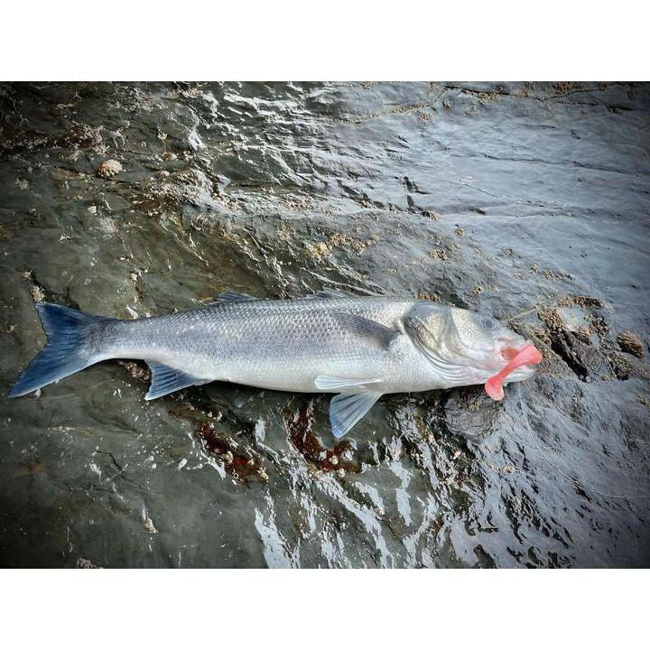 Supersoft Paddletail Bass Lure Sets