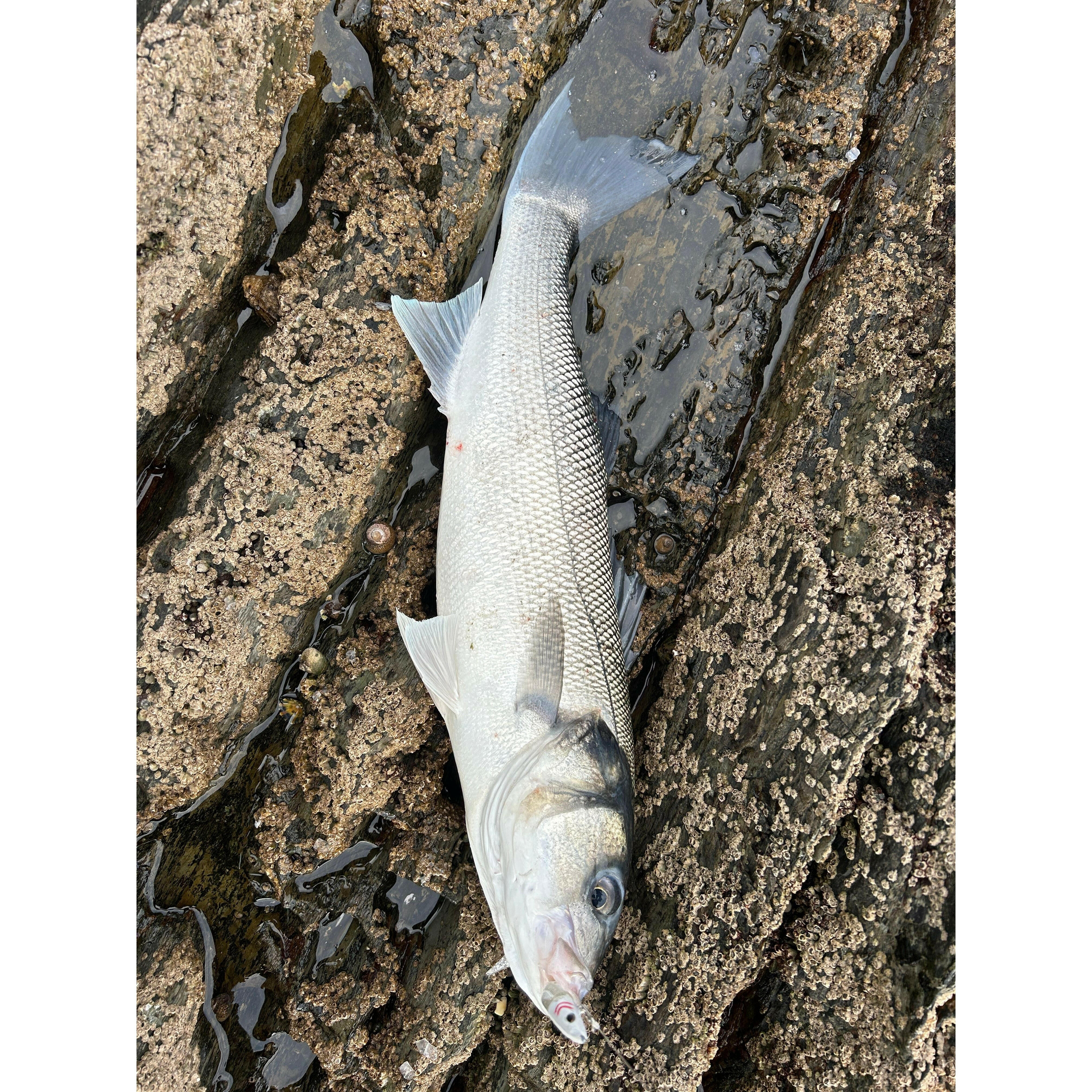 Weighted Sandeel Bass Lure 140mm & 110mm