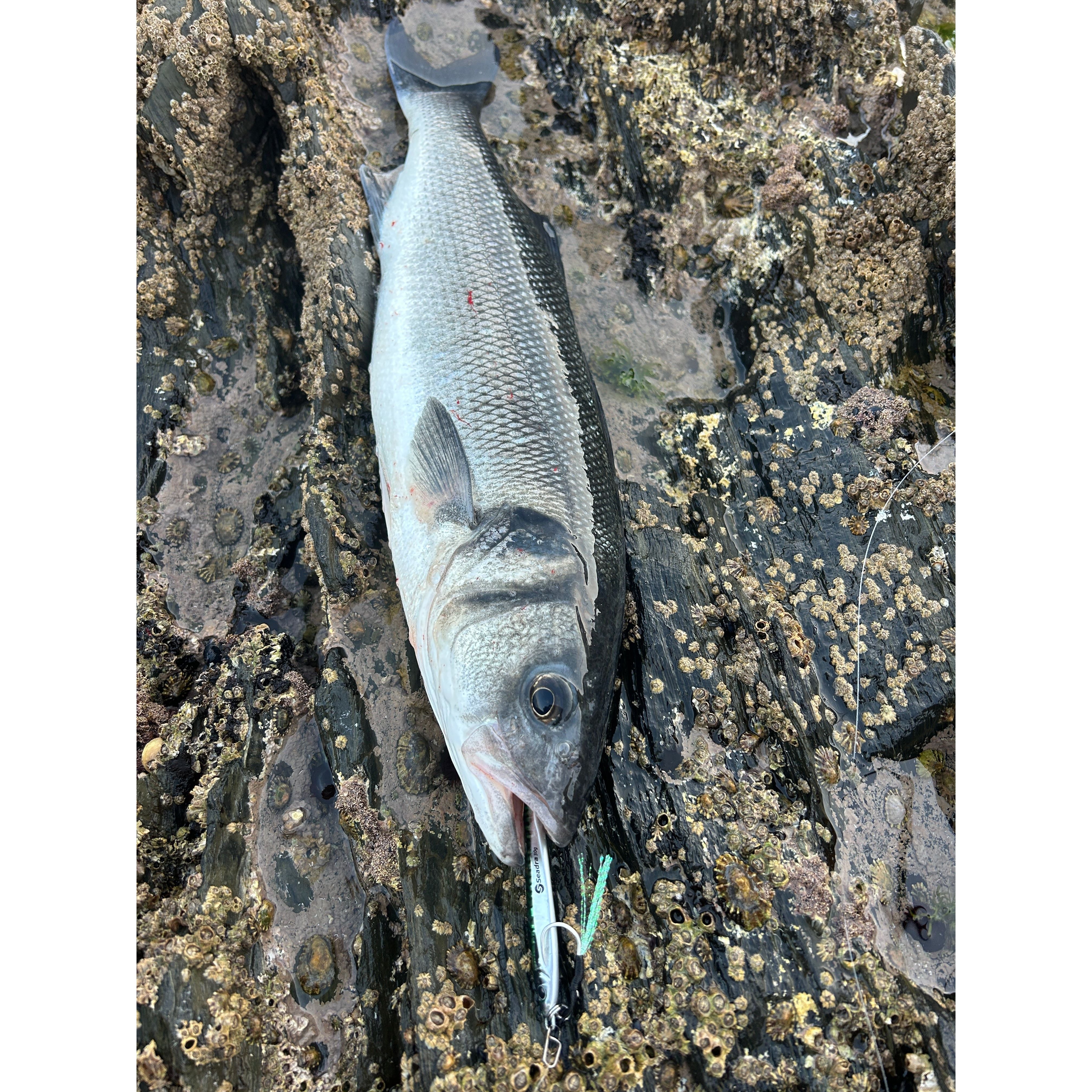 Seadra Aqua-Bullet Bait Fish Casting Bass Jig