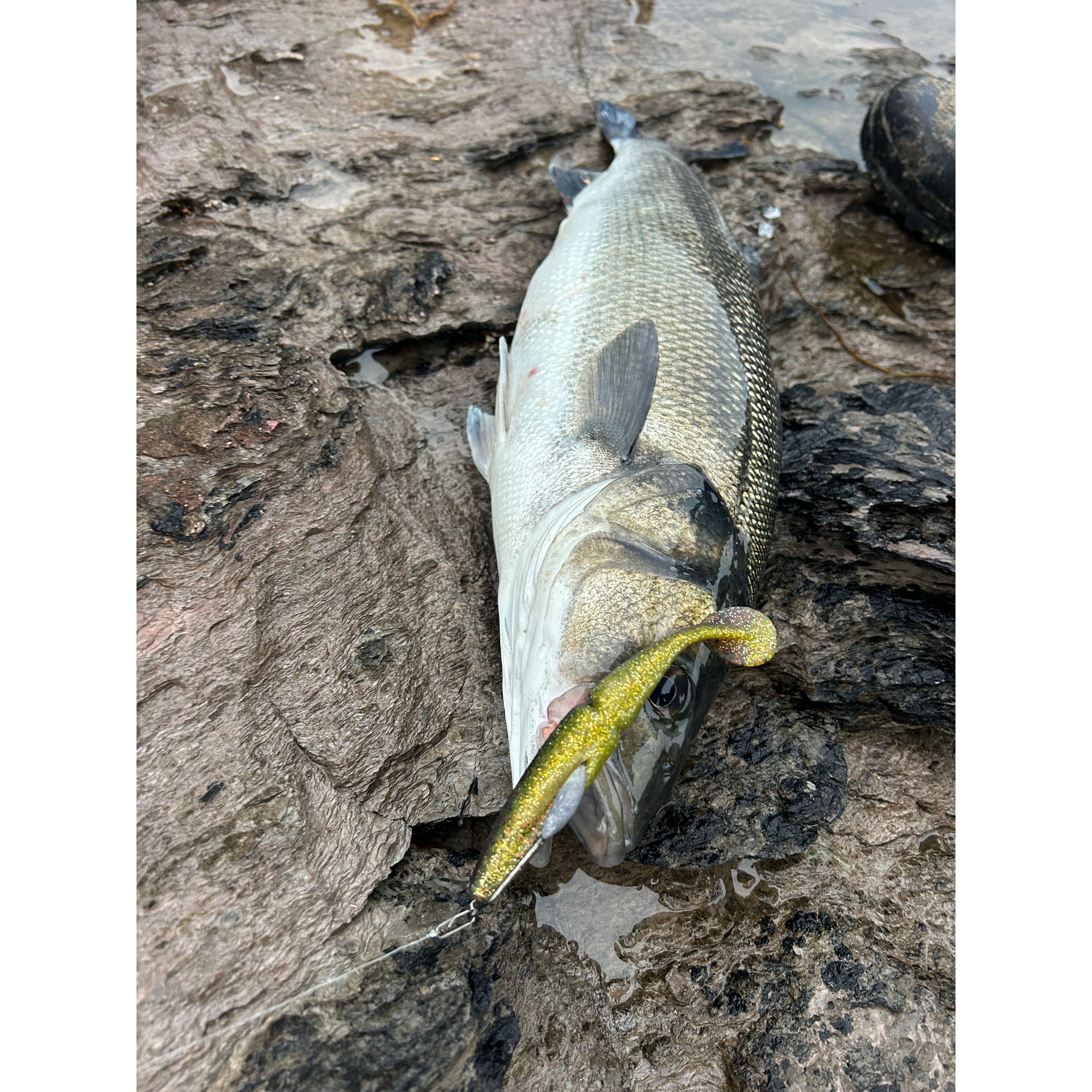 Split Shad Bass Lure Sets - Bass Lures UK