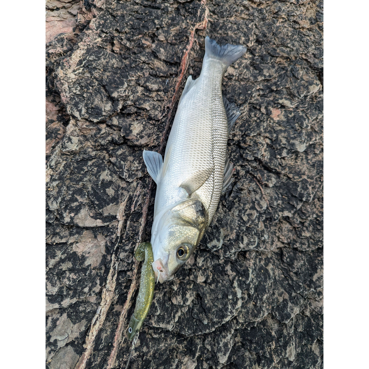 Drift Weedless Shoal Shad Double Combo Bass Lure