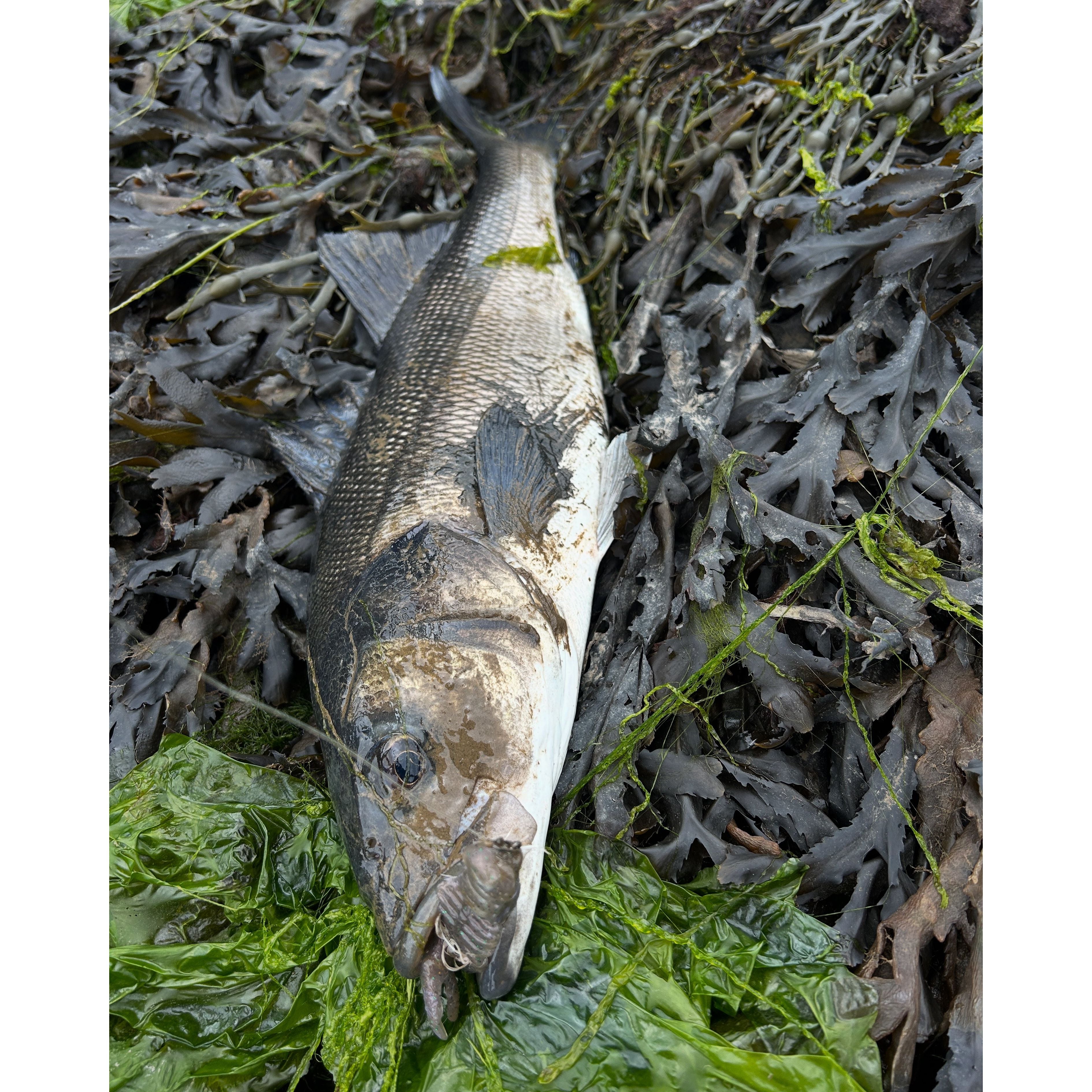 Small Creature Bait Bass Lures & Sets - Bass Lures UK