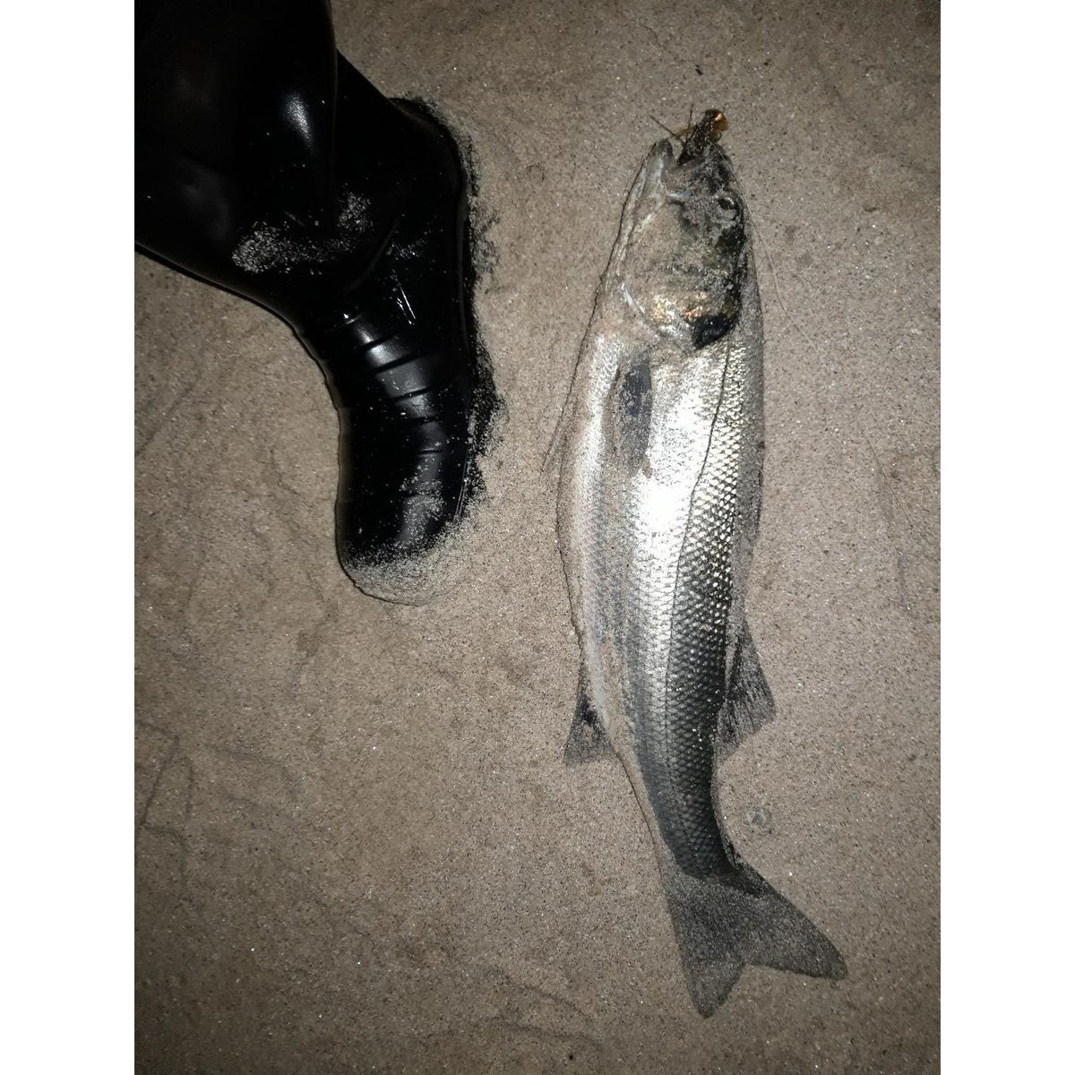 Live Target Fleeing Shrimp Soft Plastic Bass/Guilt Head Bream Jig
