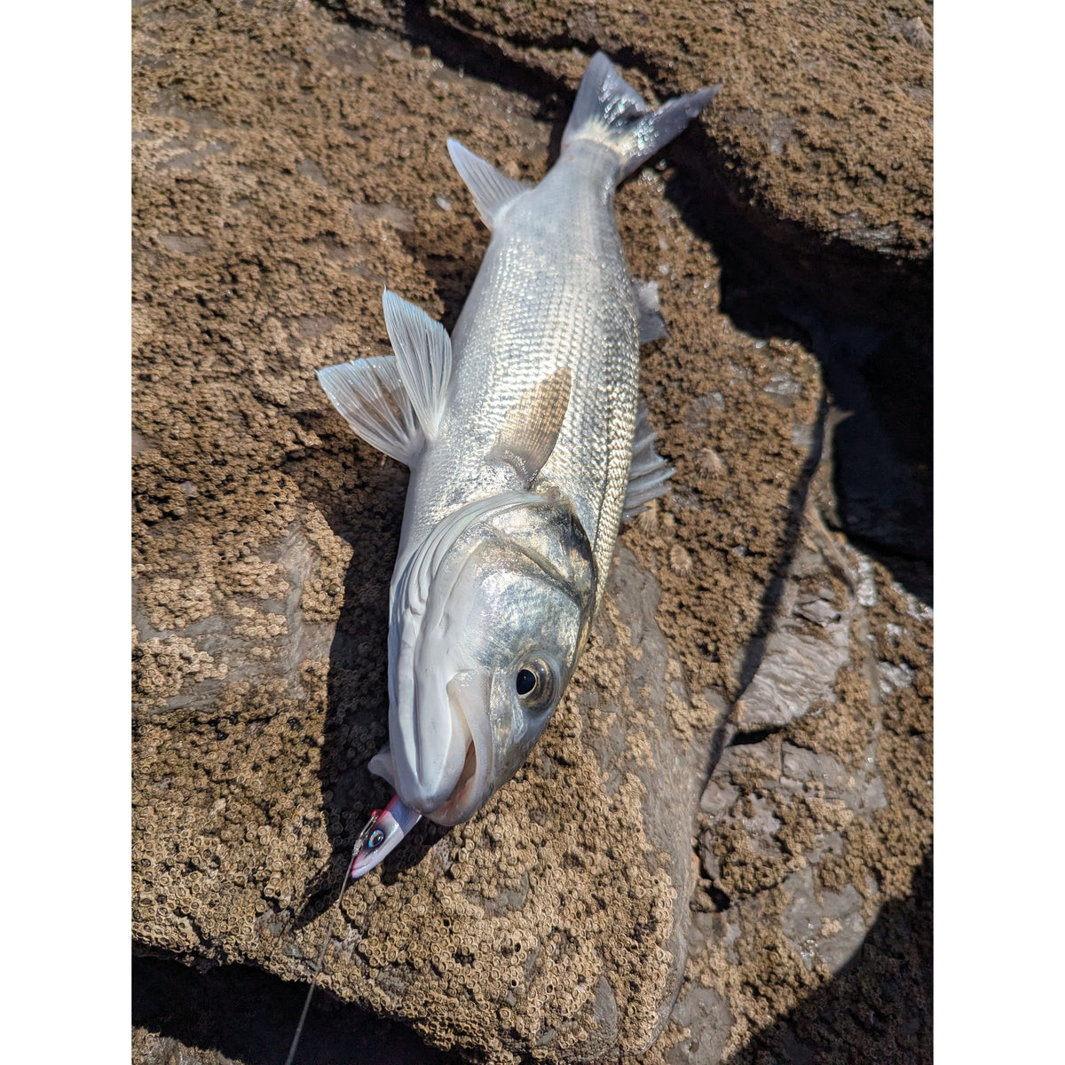 Weighted Sandeel Bass Lure 140mm & 110mm