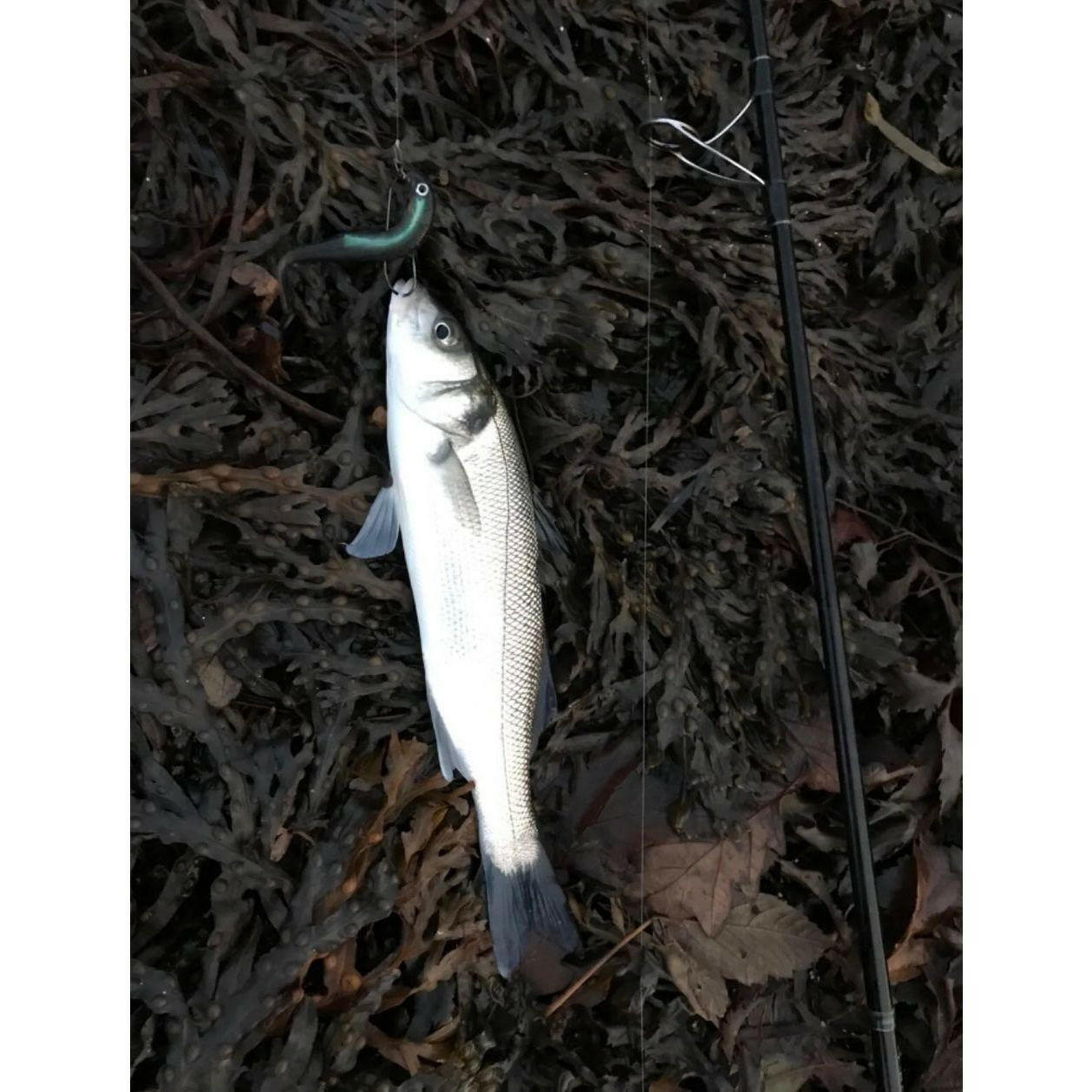 4.5” Soft J Shad Style Bass Lure Sets 125mm 18g - Bass Lures UK