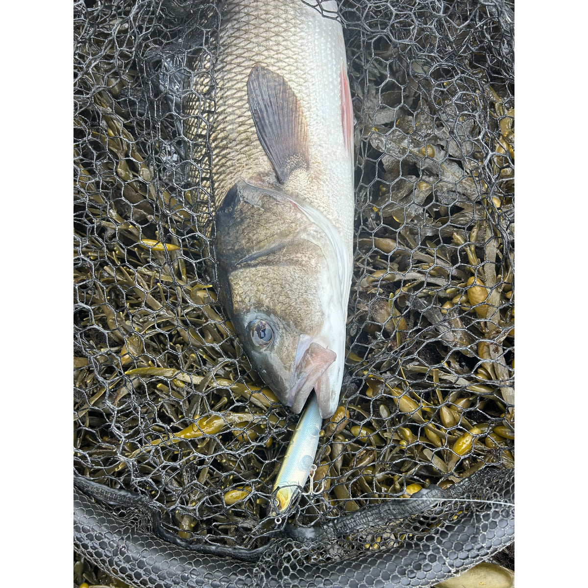 Small Surface Dog Bass Lure
