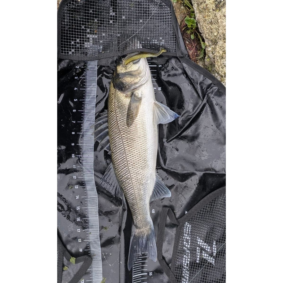 Supersoft Paddletail Bass Lure Sets