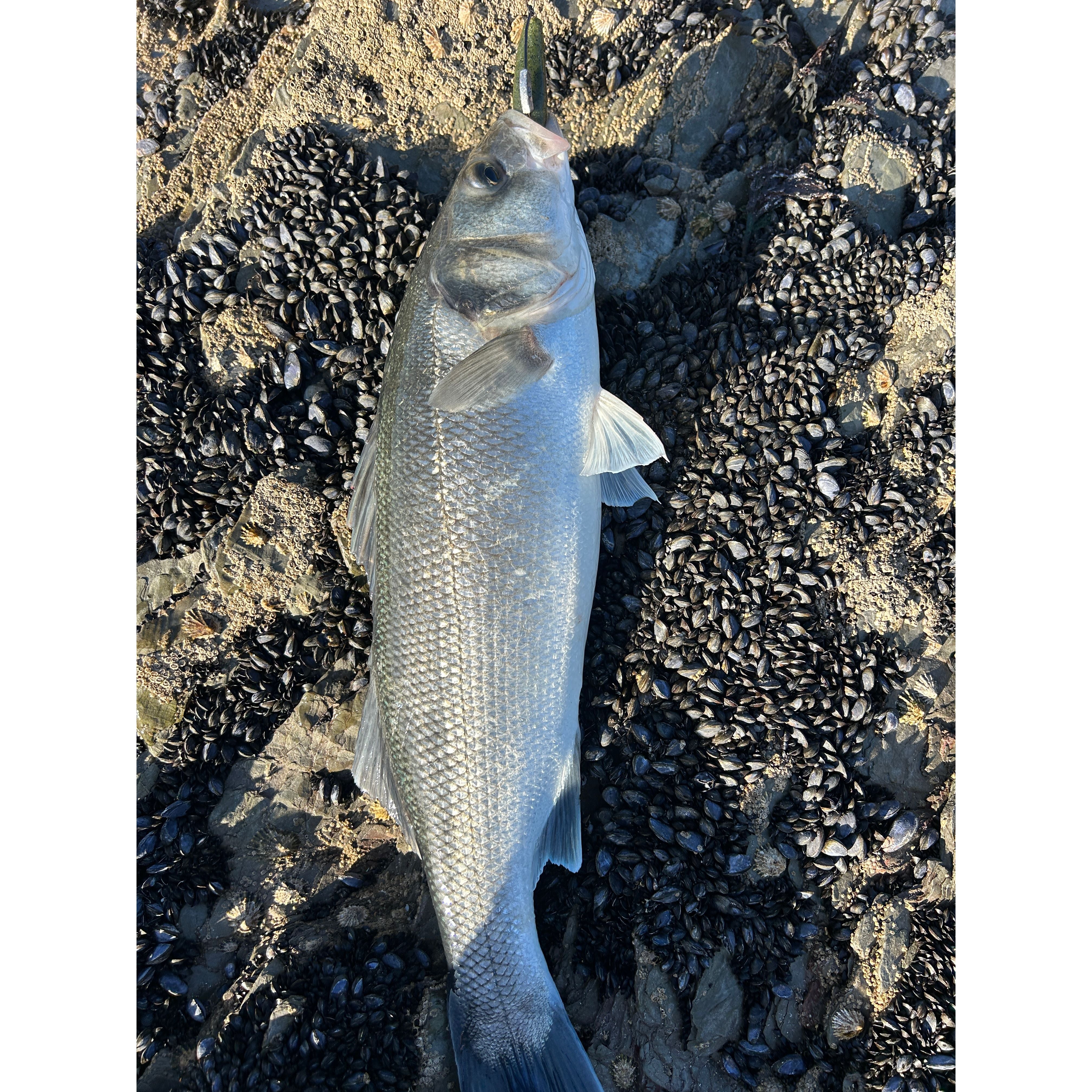 Small Weedless Bass Lure Shads 90mm