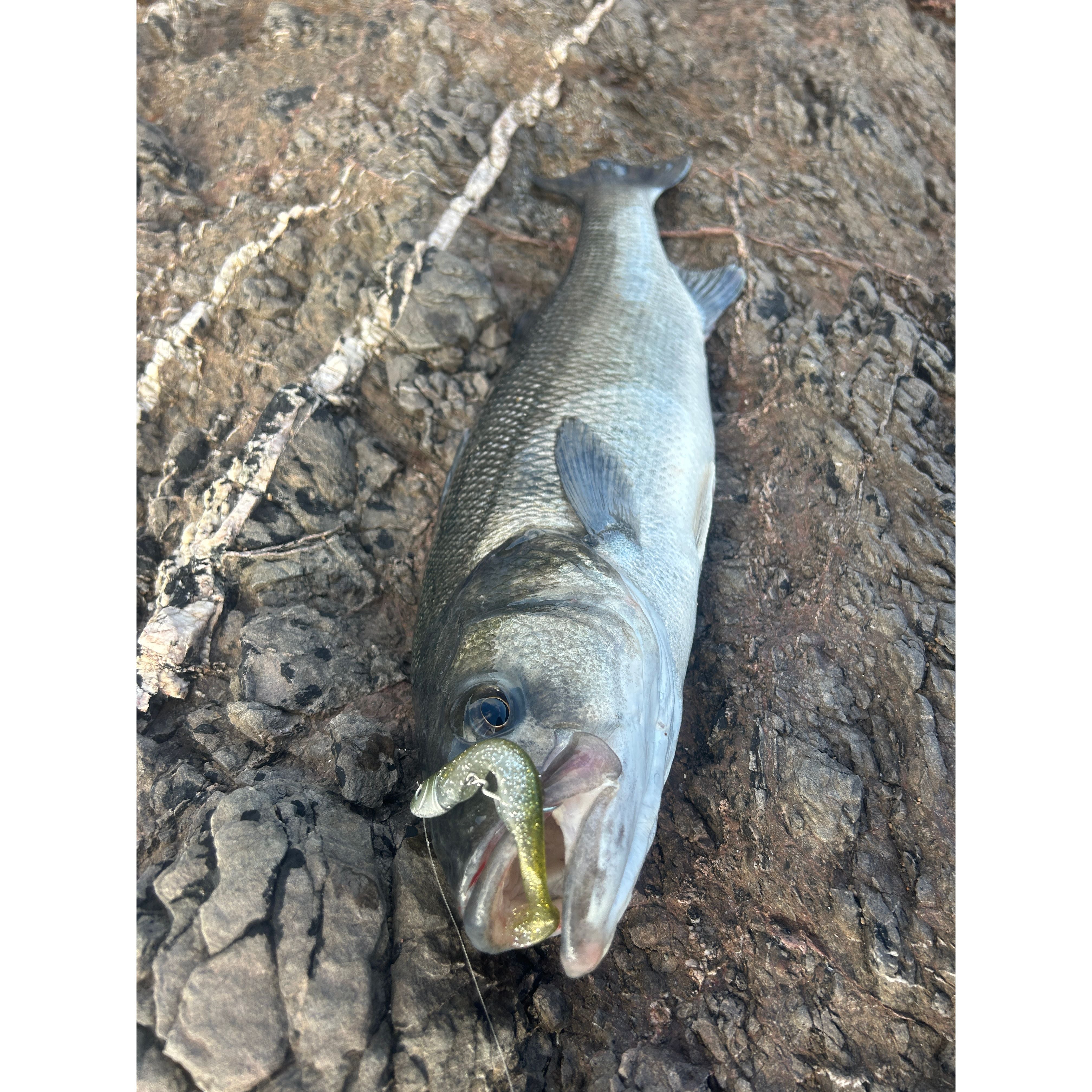 Drift Weedless Shoal Shad Double Combo Bass Lure