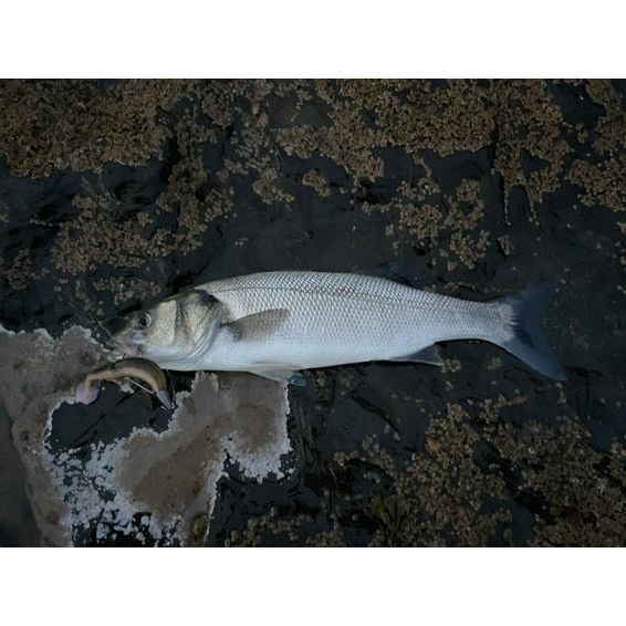 Cornish Cone Head Weedless Hooks | Bass Lures UK