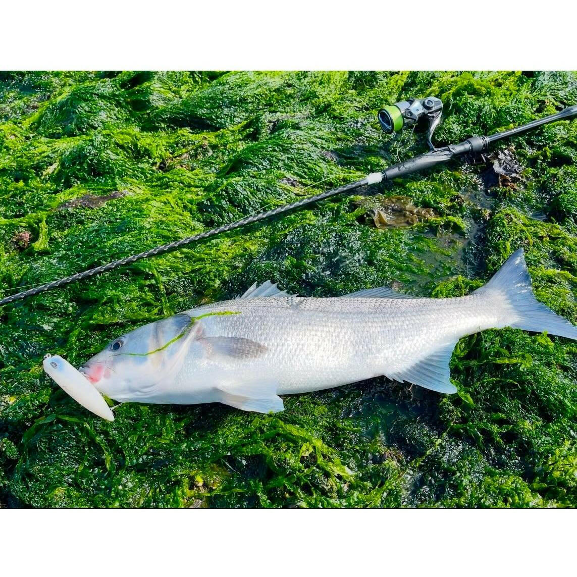 Medium & Small Surface Pencil Bass Lure