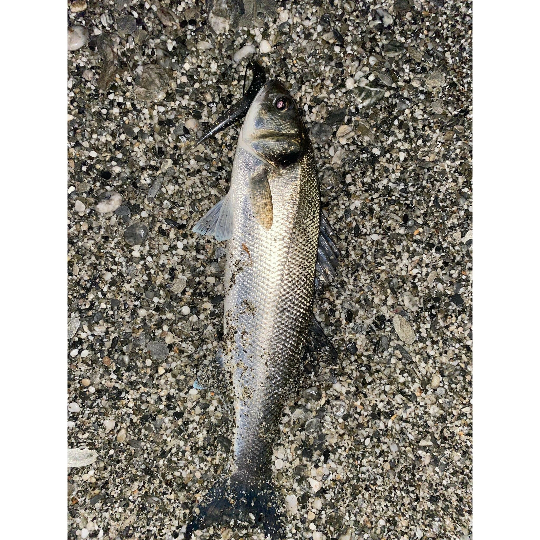 5” Handmade Cornish Snax Bass Lure Sets - Bass Lures UK