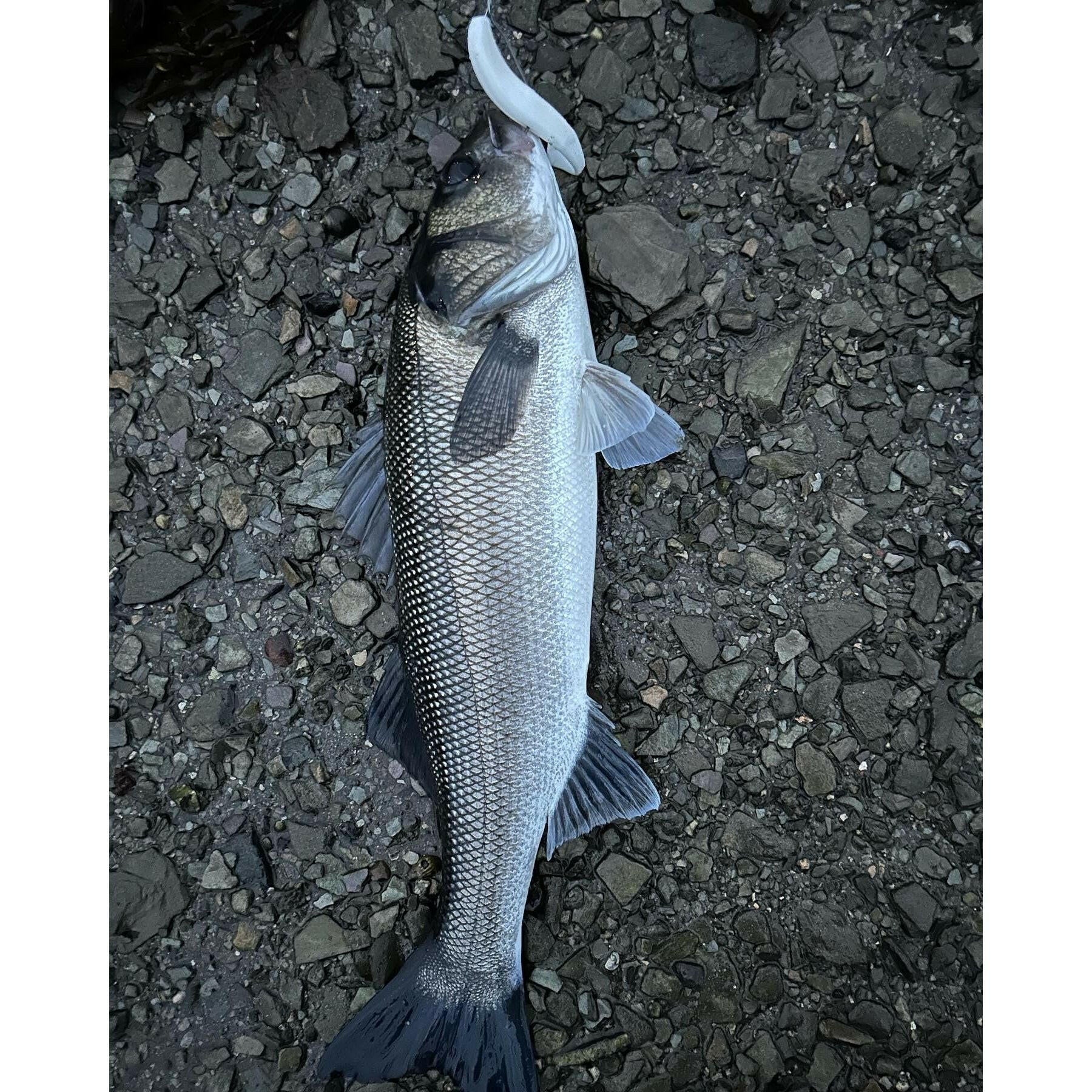 5” Supersoft Paddletail Bass Lure Sets - Bass Lures UK