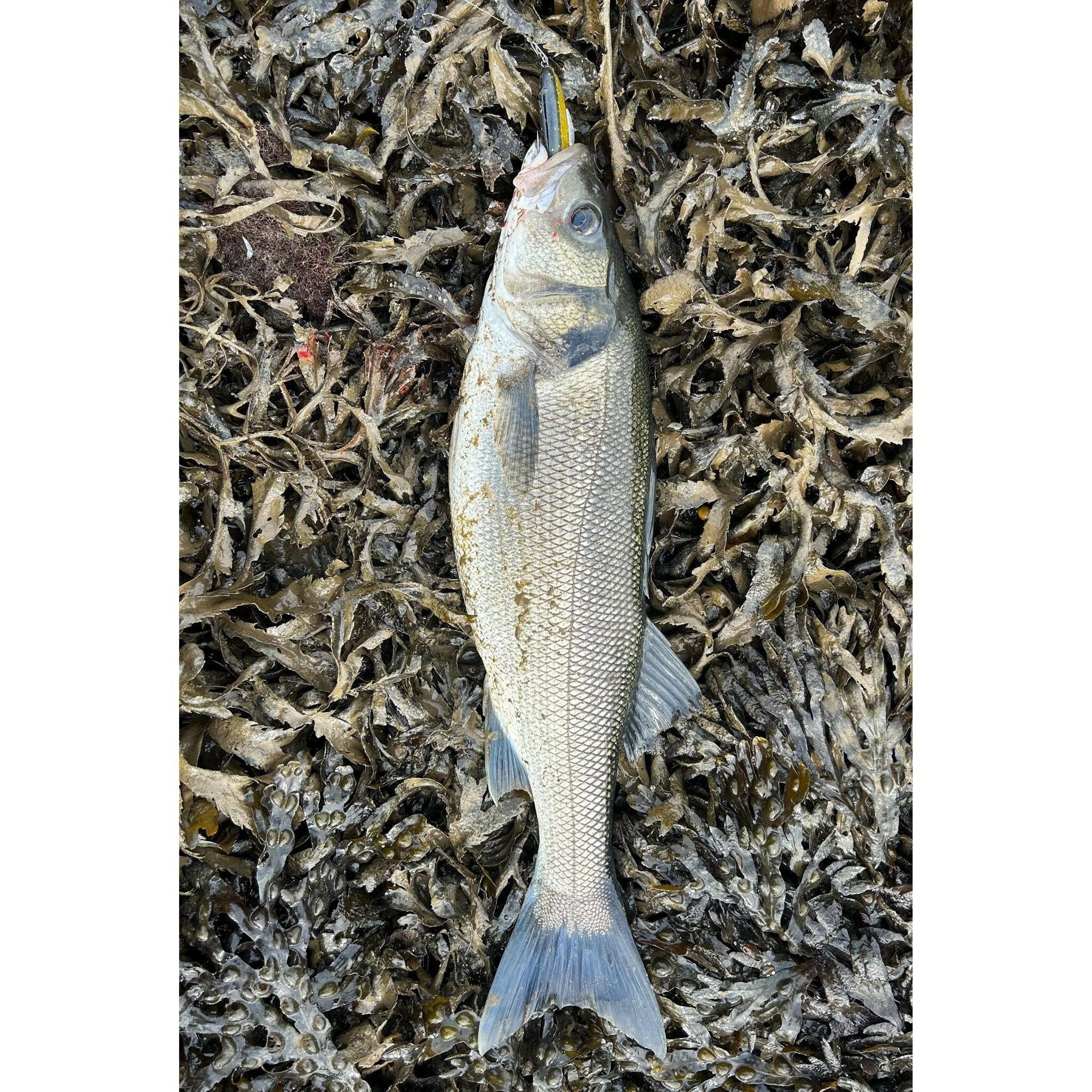 5” Supersoft Paddletail Bass Lure Sets - Bass Lures UK