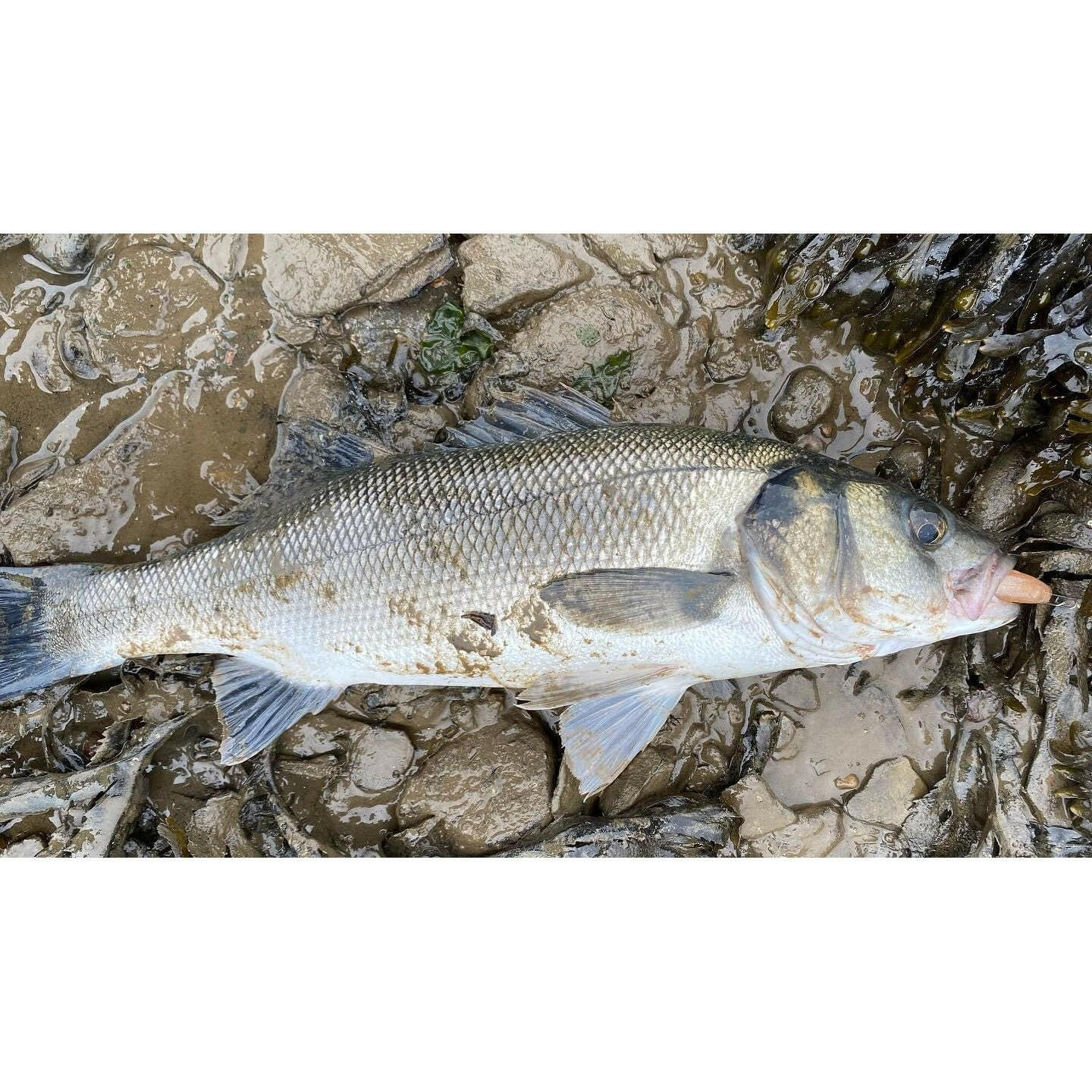 4.5” Handmade Cornish Shads Bass Lure Sets | Bass Lures UK