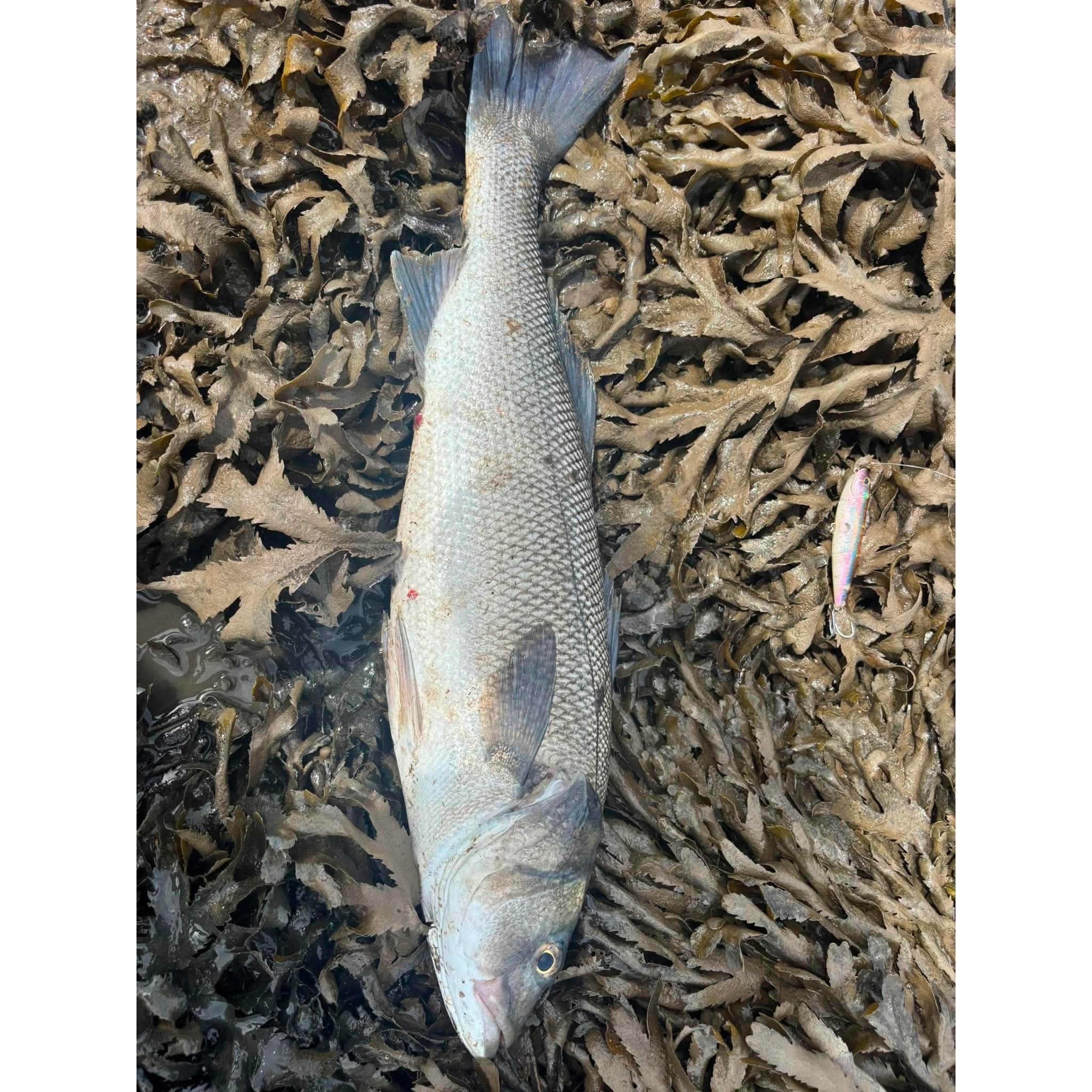 Small Surface Dog Bass Lure