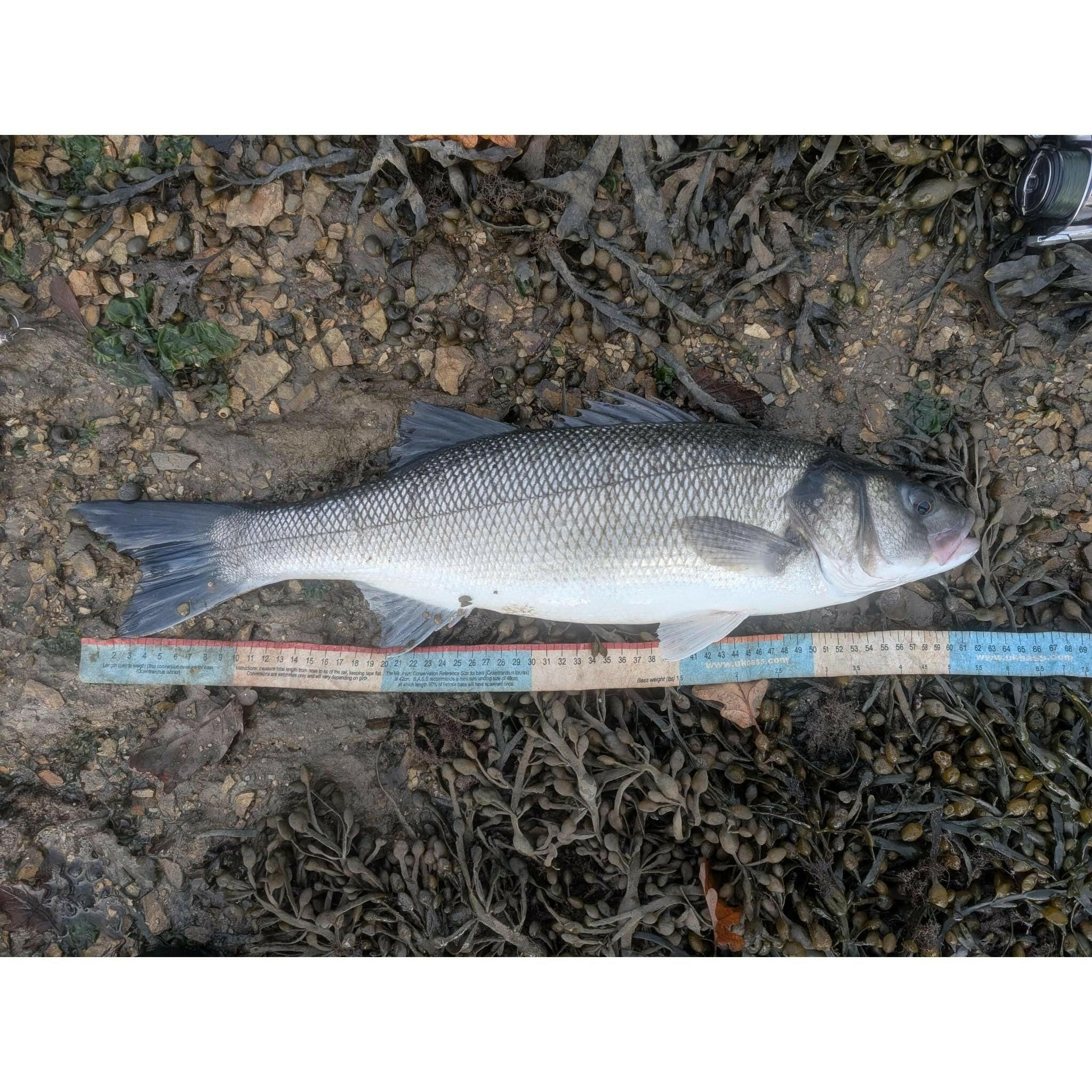 BASS Measuring Tape MK II - Bass Lures UK