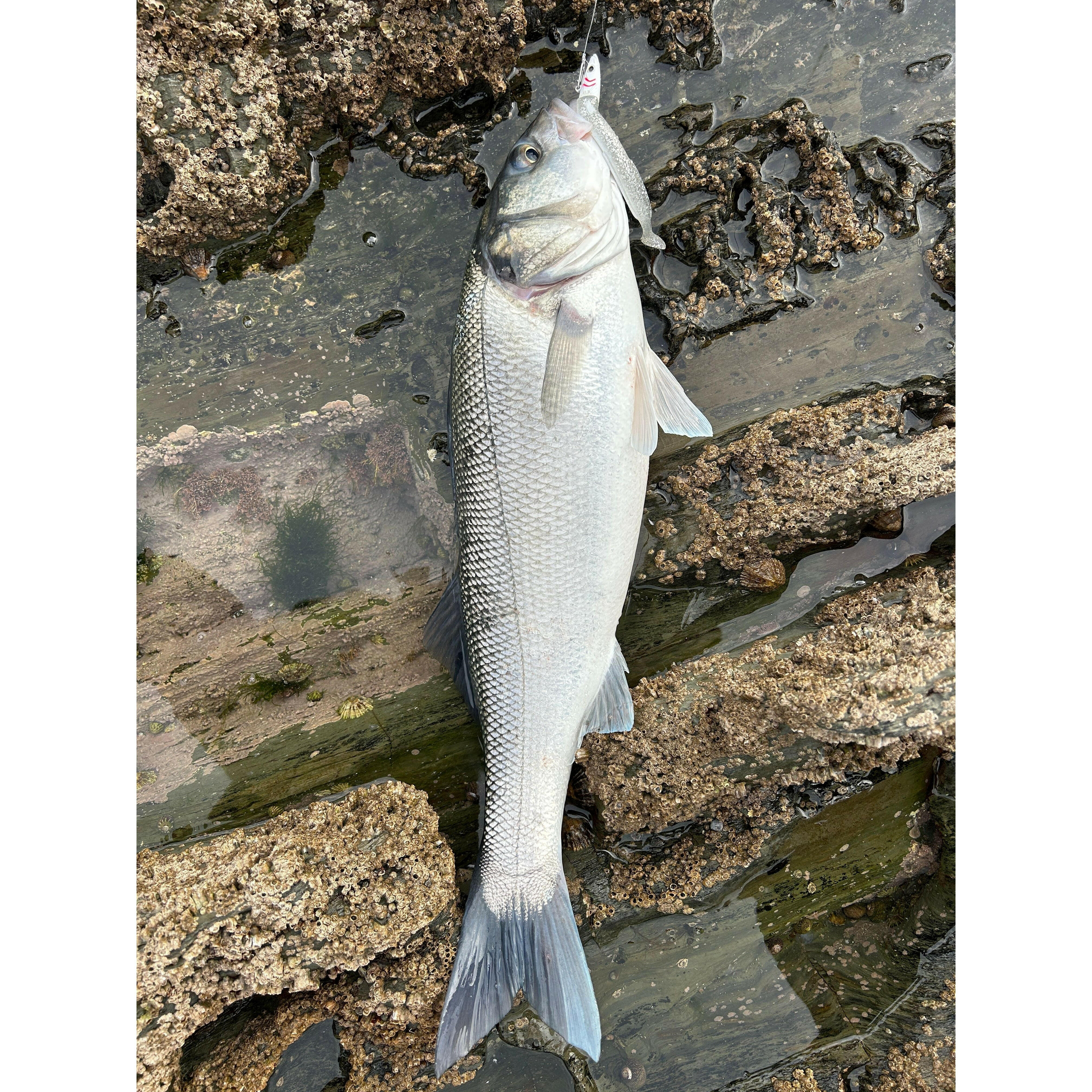 Weighted Sandeel Bass Lure 140mm & 110mm