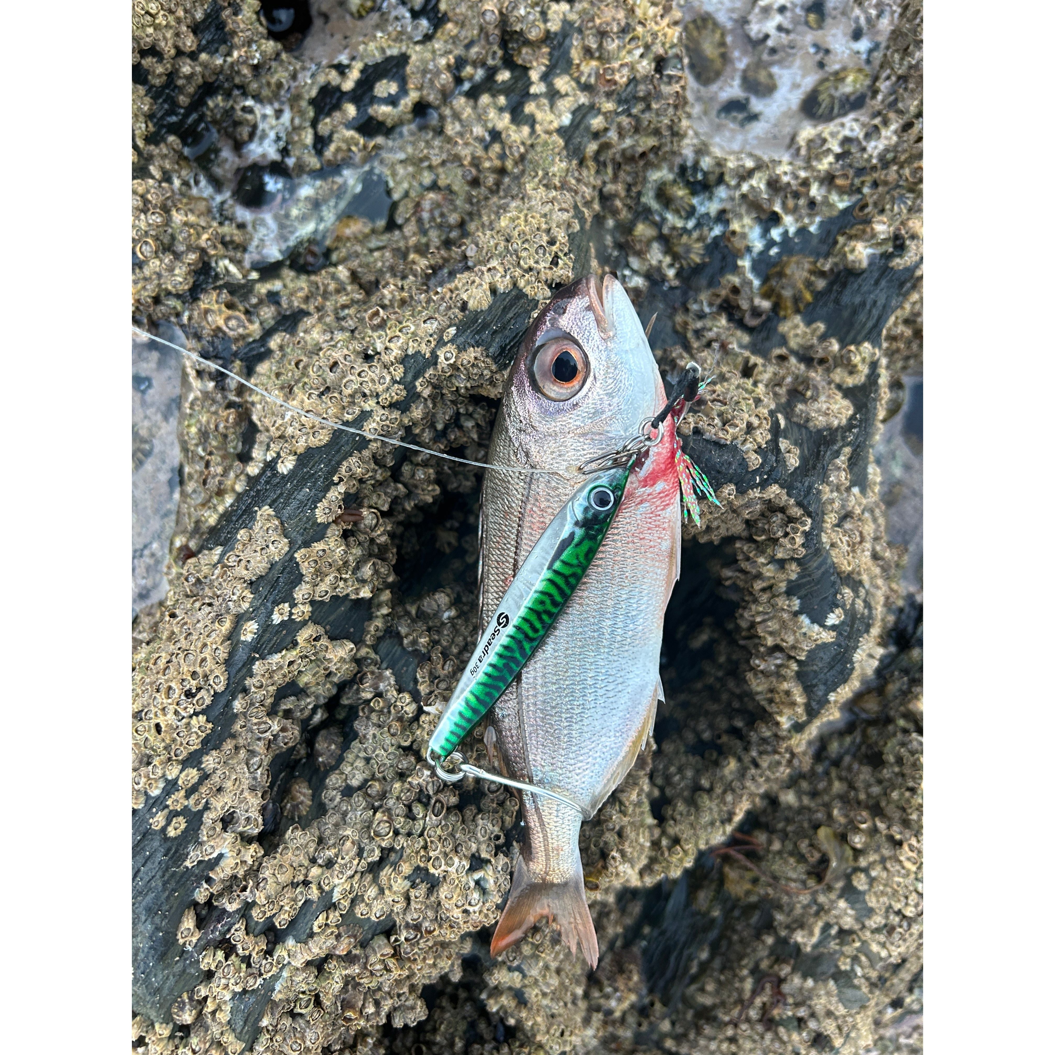 Seadra Aqua-Bullet Bait Fish Casting Bass Jig