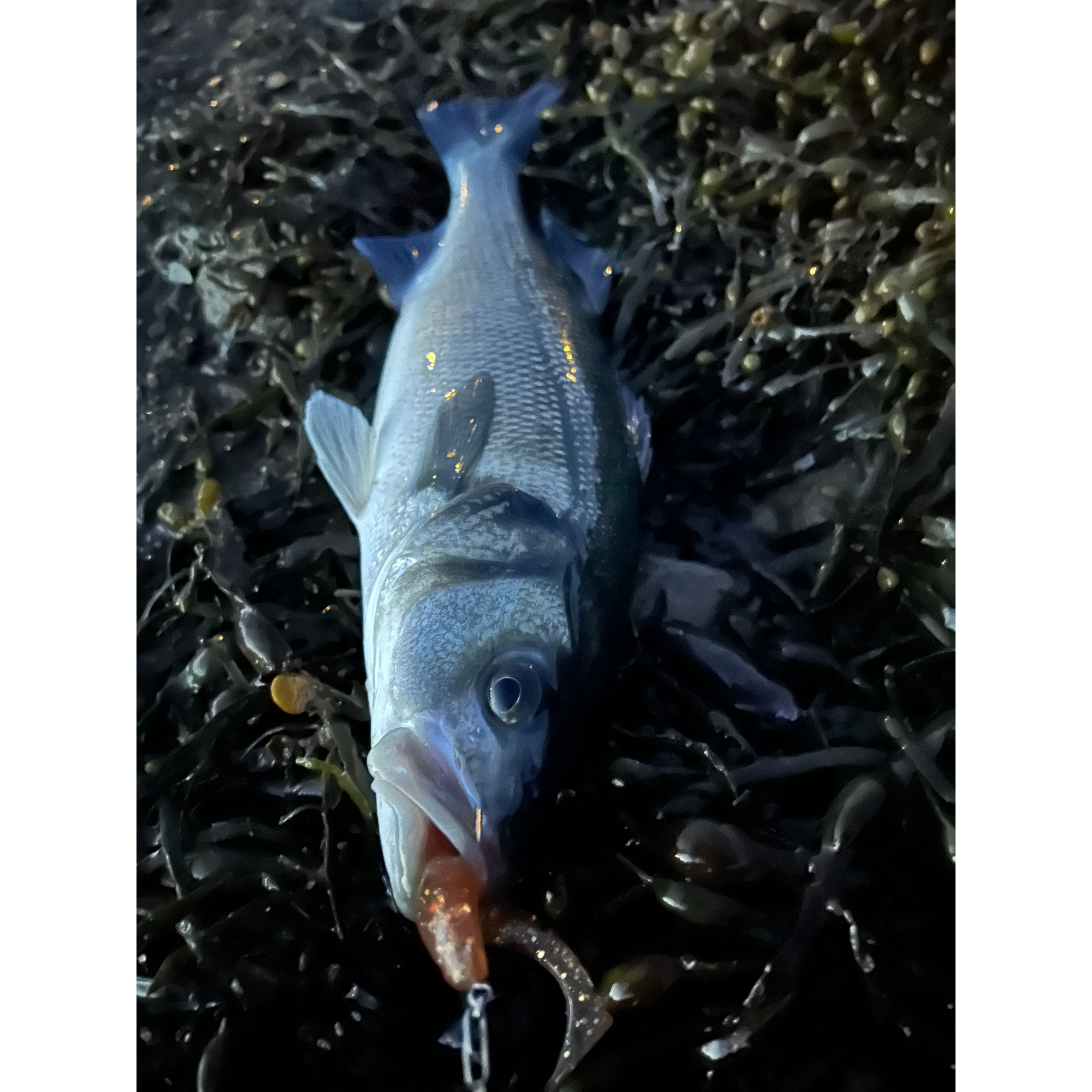 4” Handmade Cornish Split Shad Bass Lure Sets (NEW)
