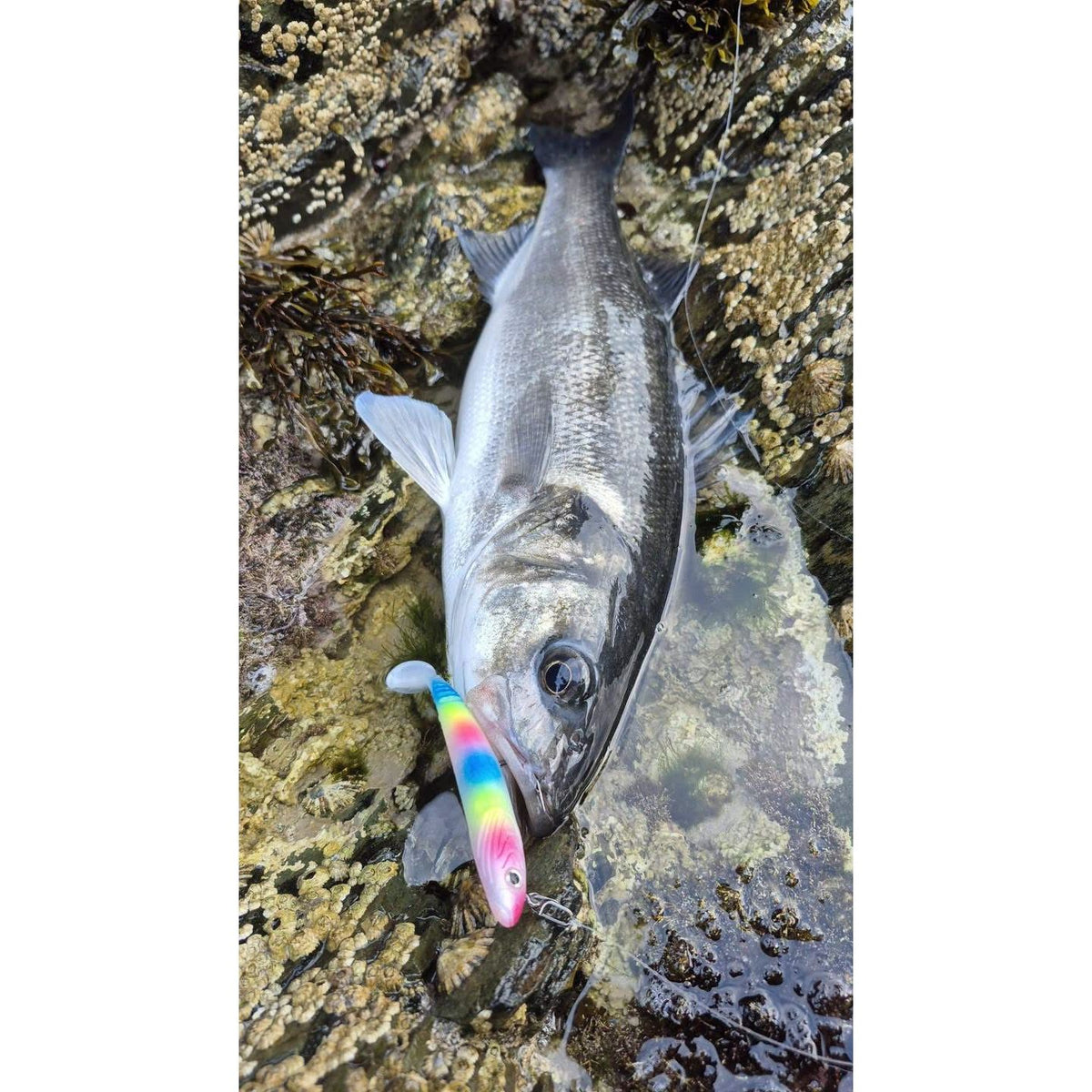 Red Gill Bass Assassins Combo Lure Pack 4.5” 16.5g