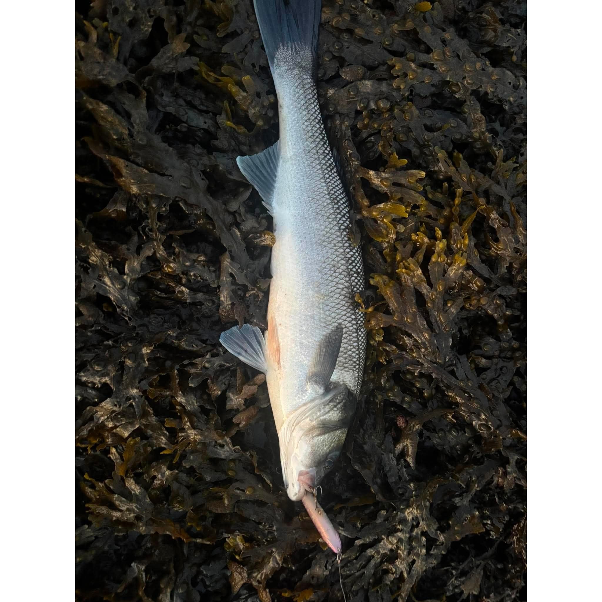 Small Surface Dog Bass Lure